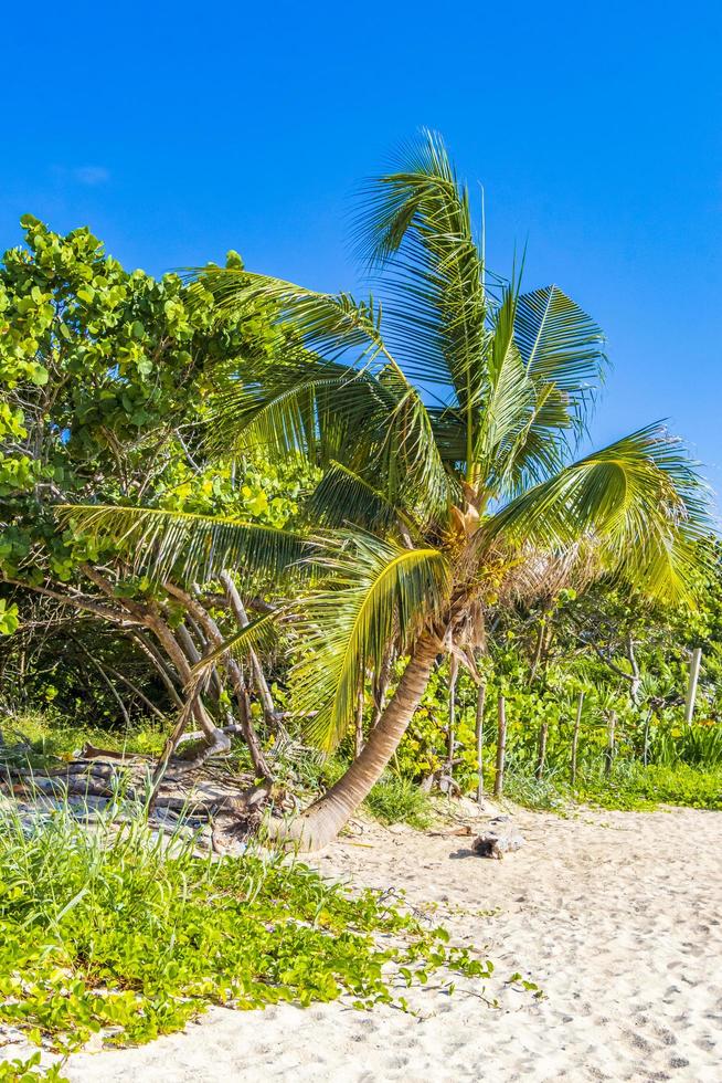 tropisch Mexicaans strand met palmbomen playa del carmen mexico foto