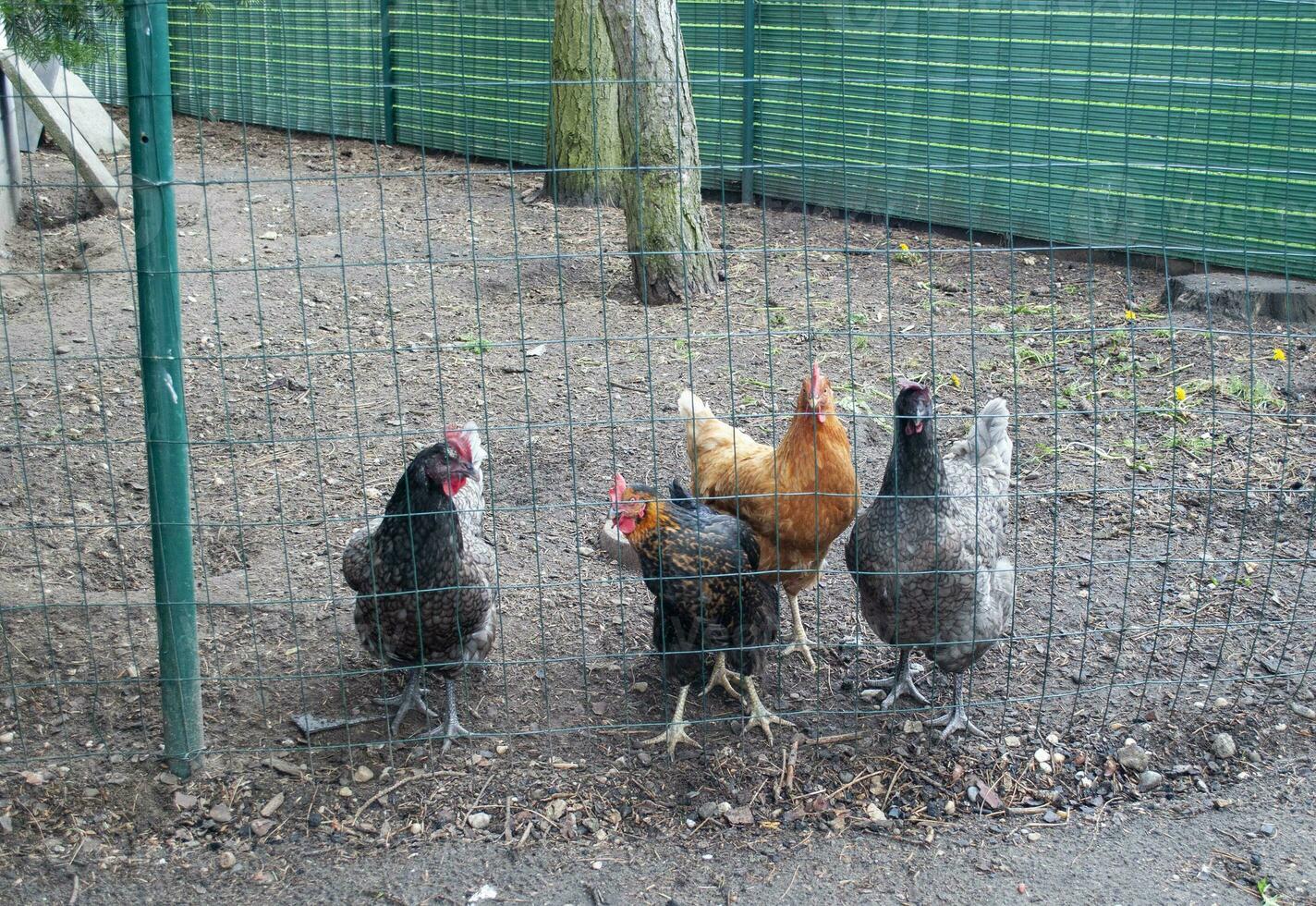 veelkleurig kippen zijn aan het wachten voor voeden achter de schutting, eieren leggend kip foto