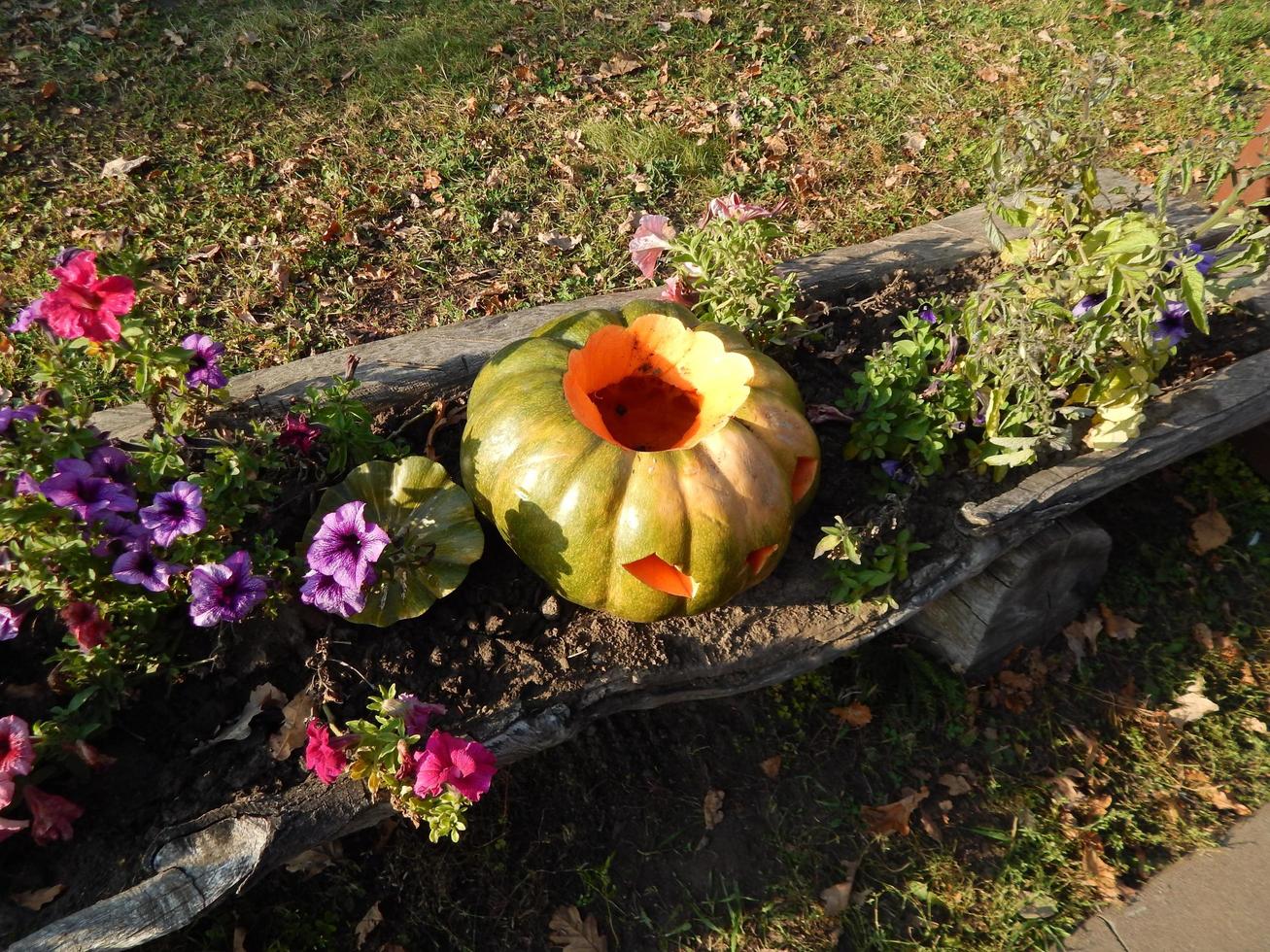 halloween vakantie dag gesneden pompoen foto