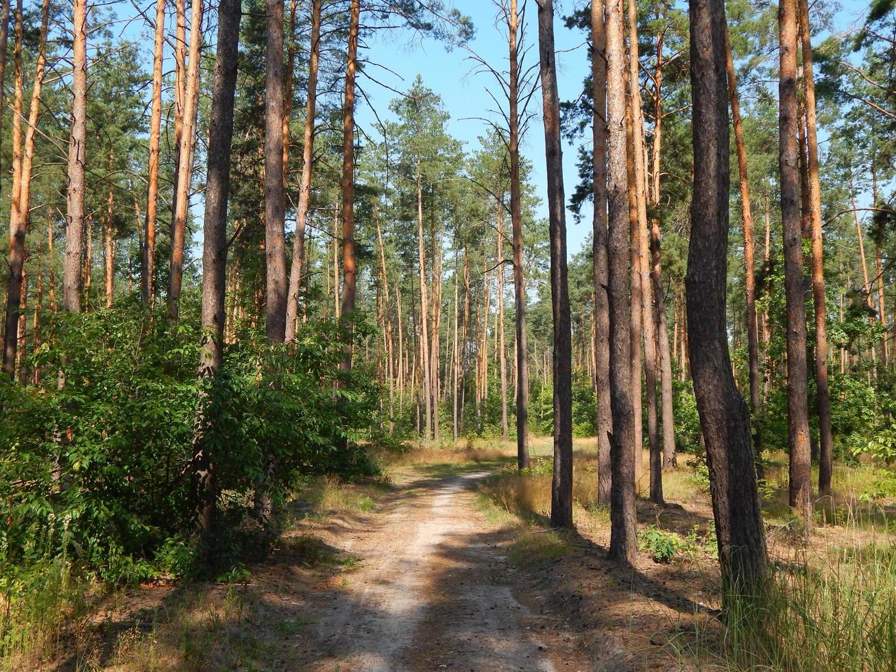 bos landschap bomen behang de boom foto