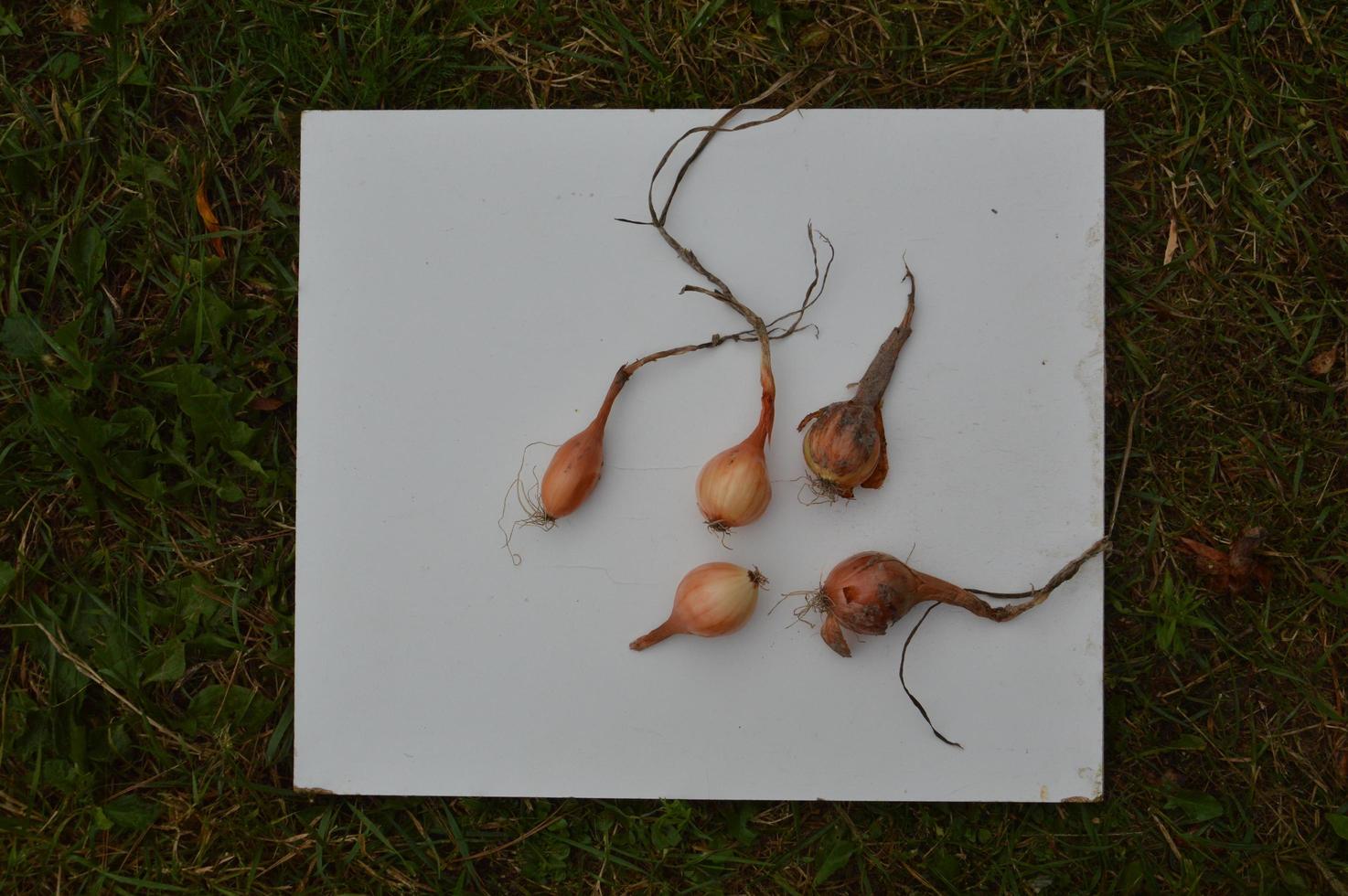 items op een witte achtergrond op het gras foto