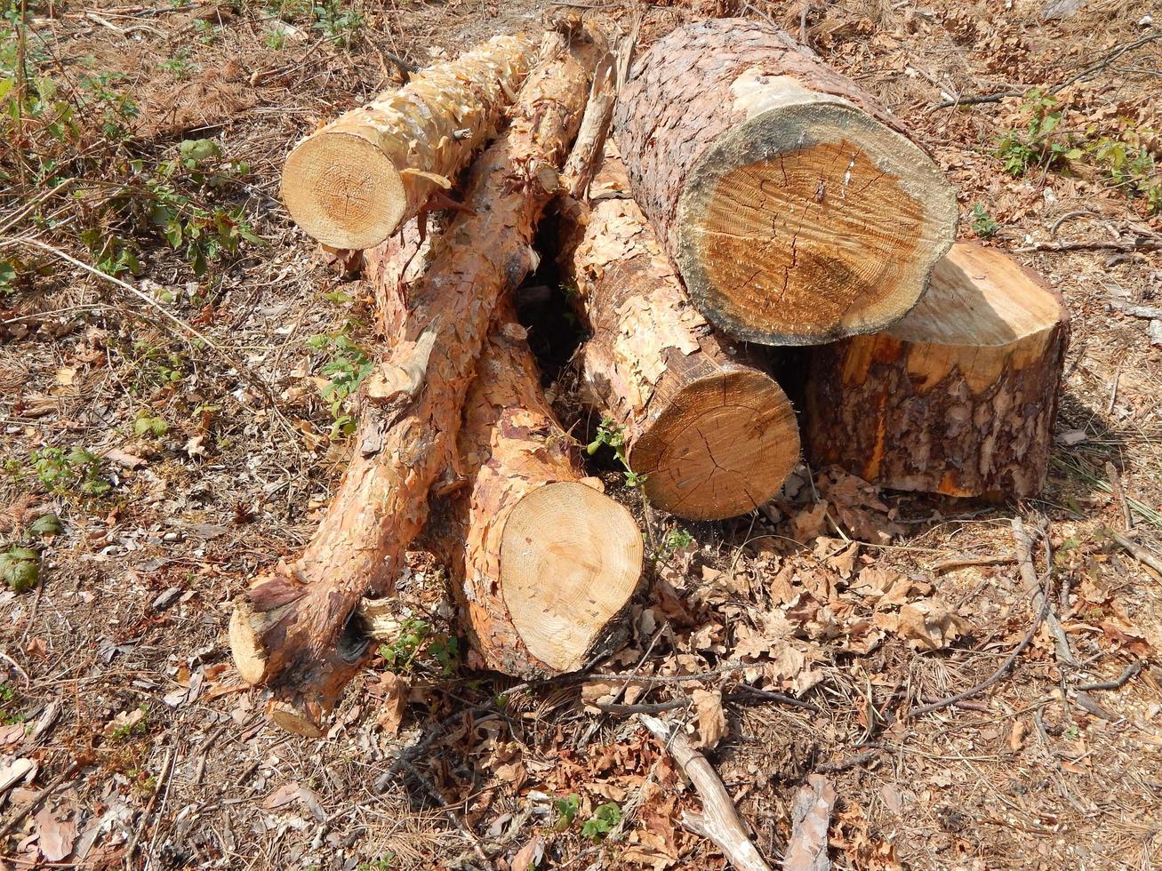 houtstructuur hout bomen kappen foto