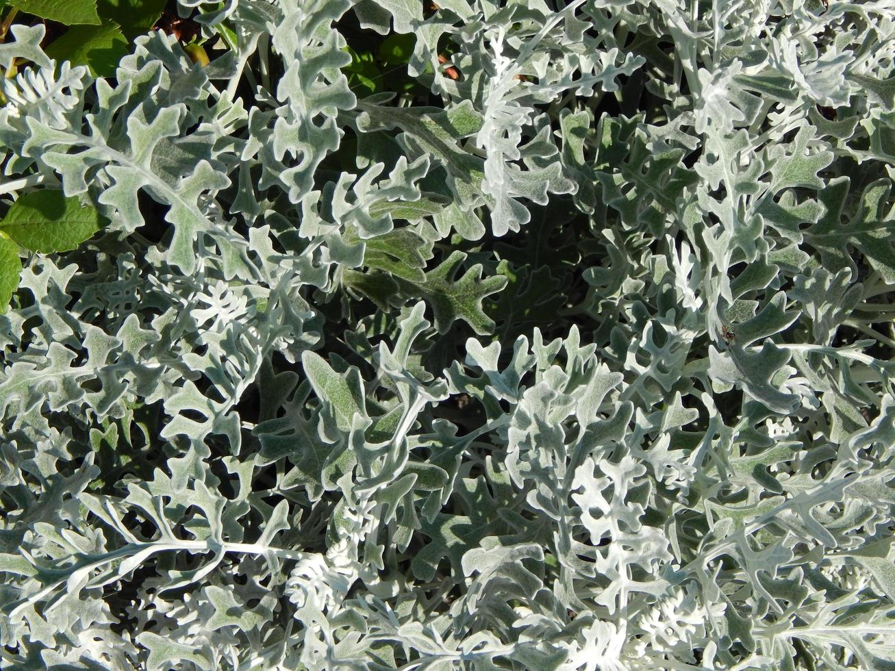 groene achtergrond en het landschap in het park foto