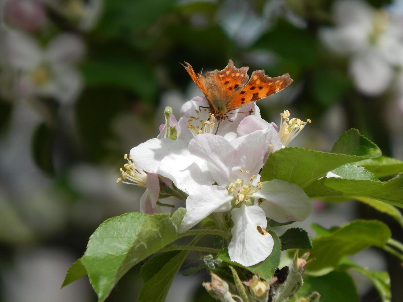 dieren op de achtergrond van een omheining en de natuur foto