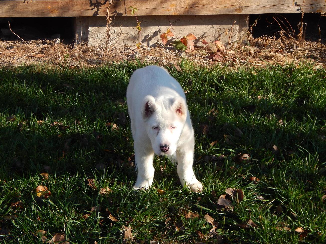 alabai puppy hondje in de tuin foto