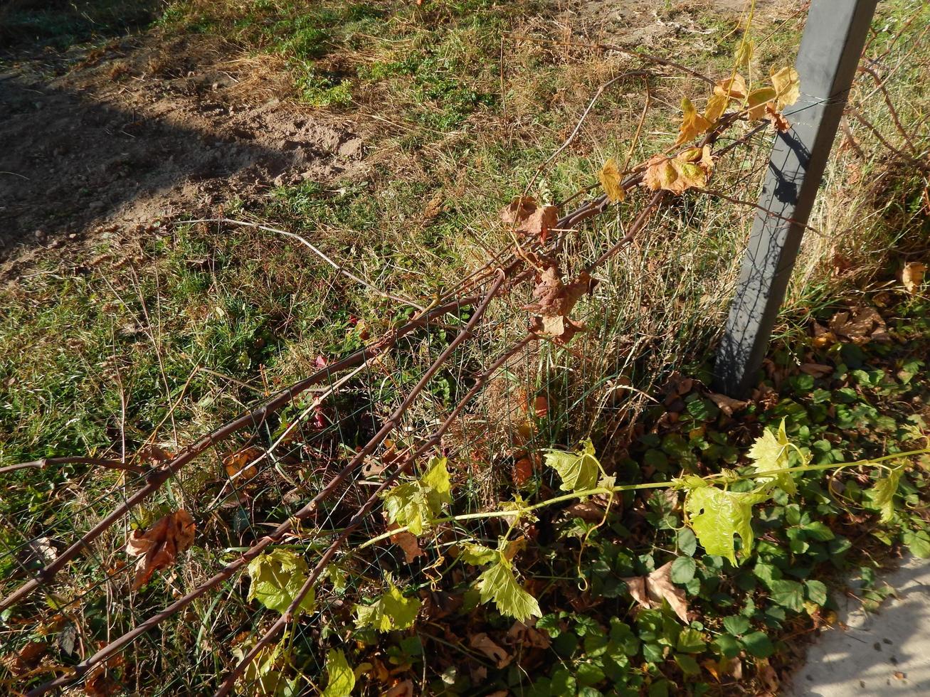 herfsttuin en fruitbomen foto