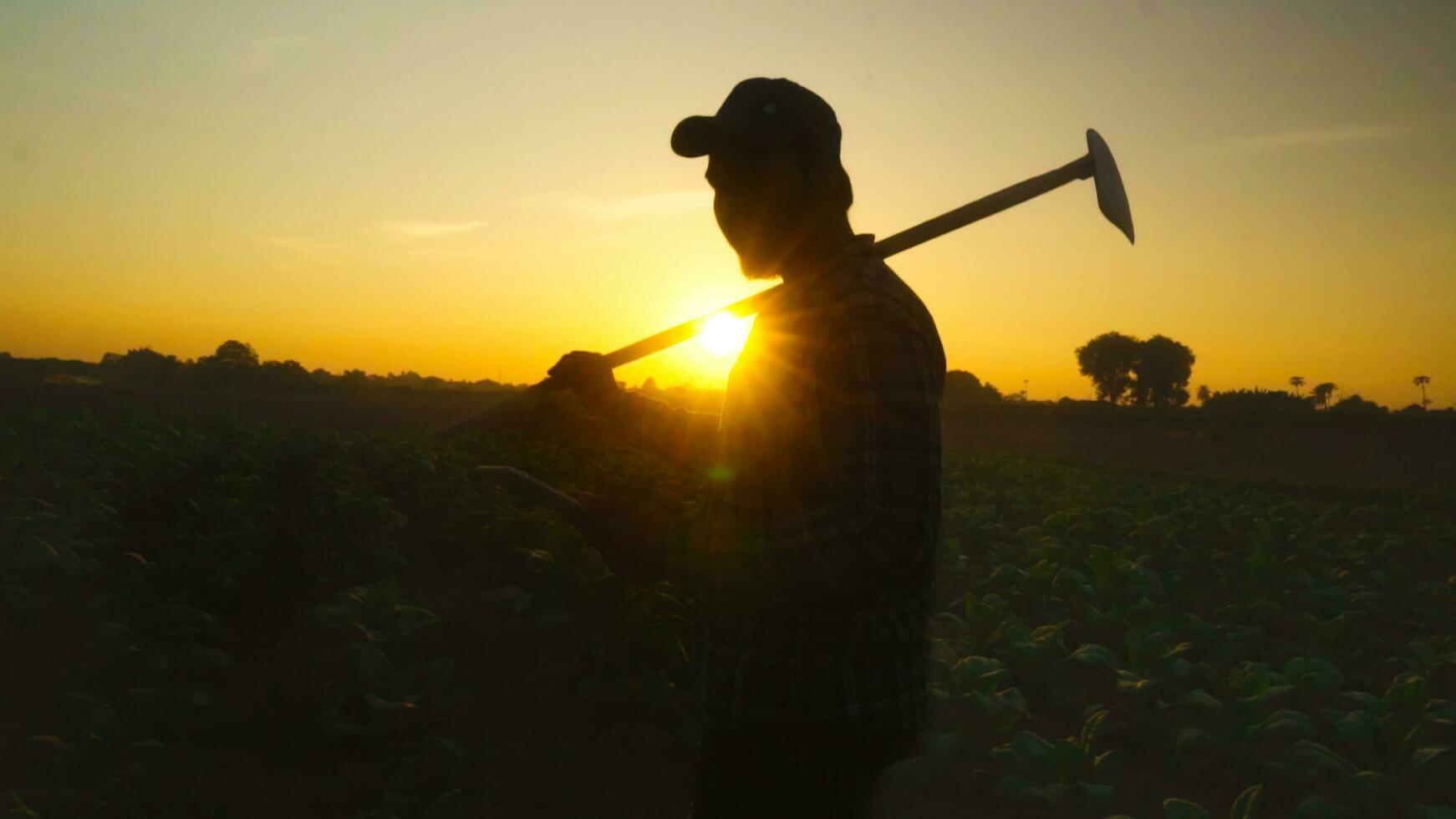 Aziatisch jong boeren en tabak landbouwer benutten de kern gegevens netwerk in de internet van de tablet naar valideren, test in een tabak veld. foto