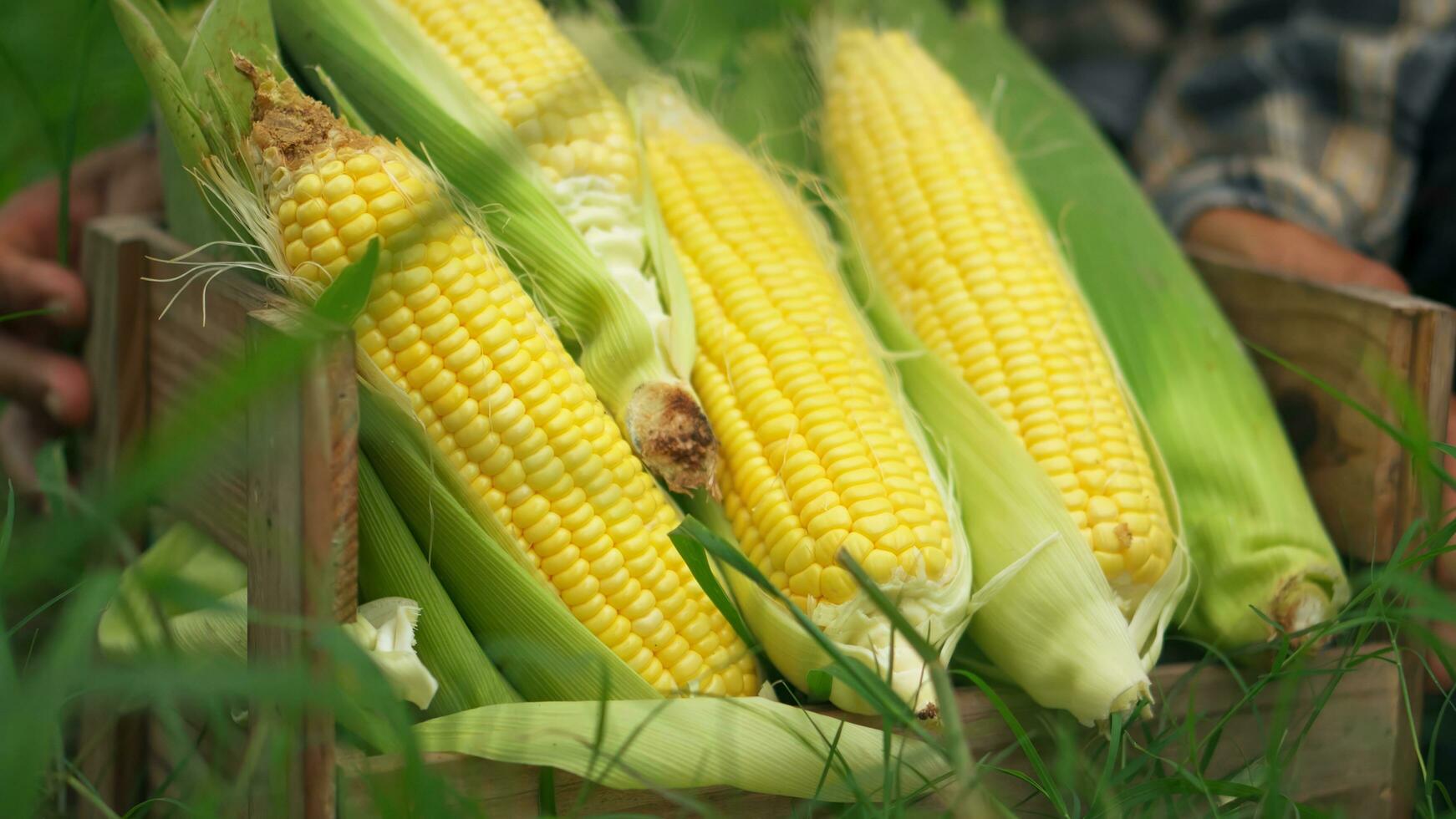 dichtbij omhoog hand- senior vrouw boeren oogsten maïs gedurende de agrarisch seizoen, toenemend inkomen. foto
