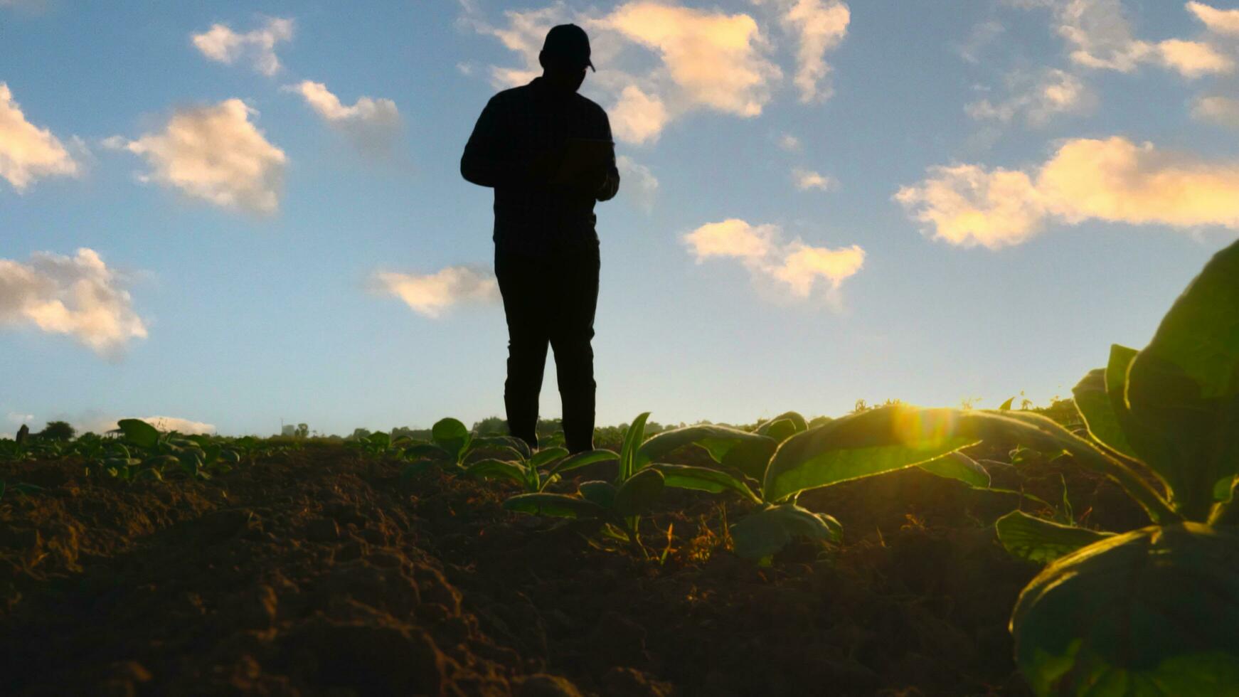 Aziatisch jong boeren en tabak landbouwer benutten de kern gegevens netwerk in de internet van de tablet naar valideren, test in een tabak veld. foto