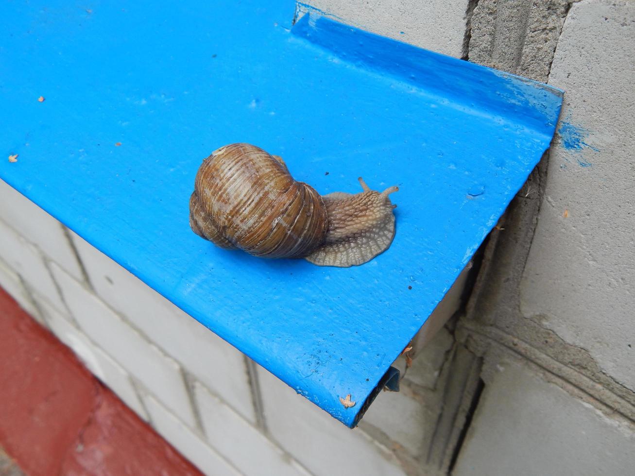 slak die door het groene gras in de tuin kruipt foto