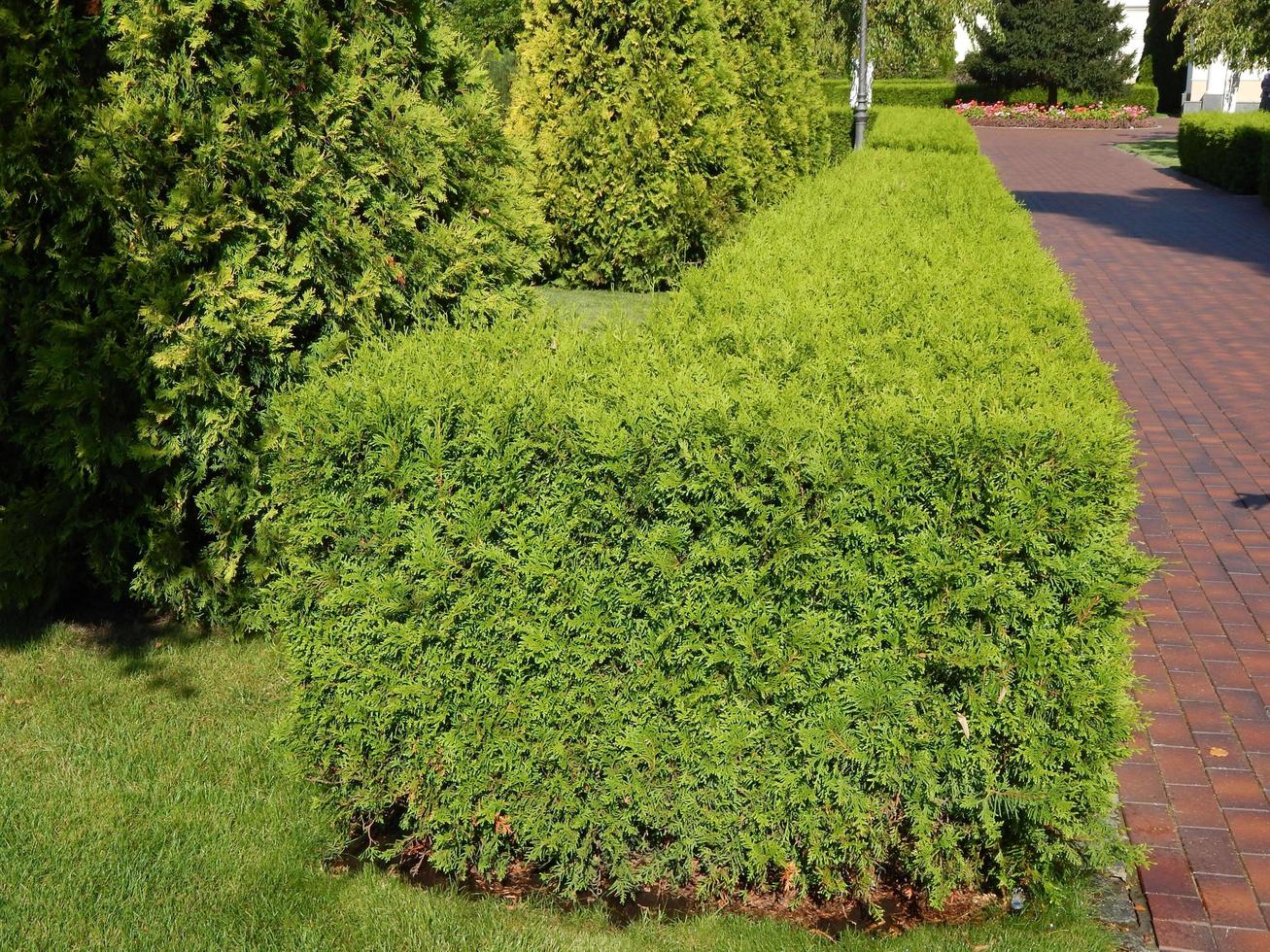 landschapsontwerp en samenstelling van tuinplanten foto