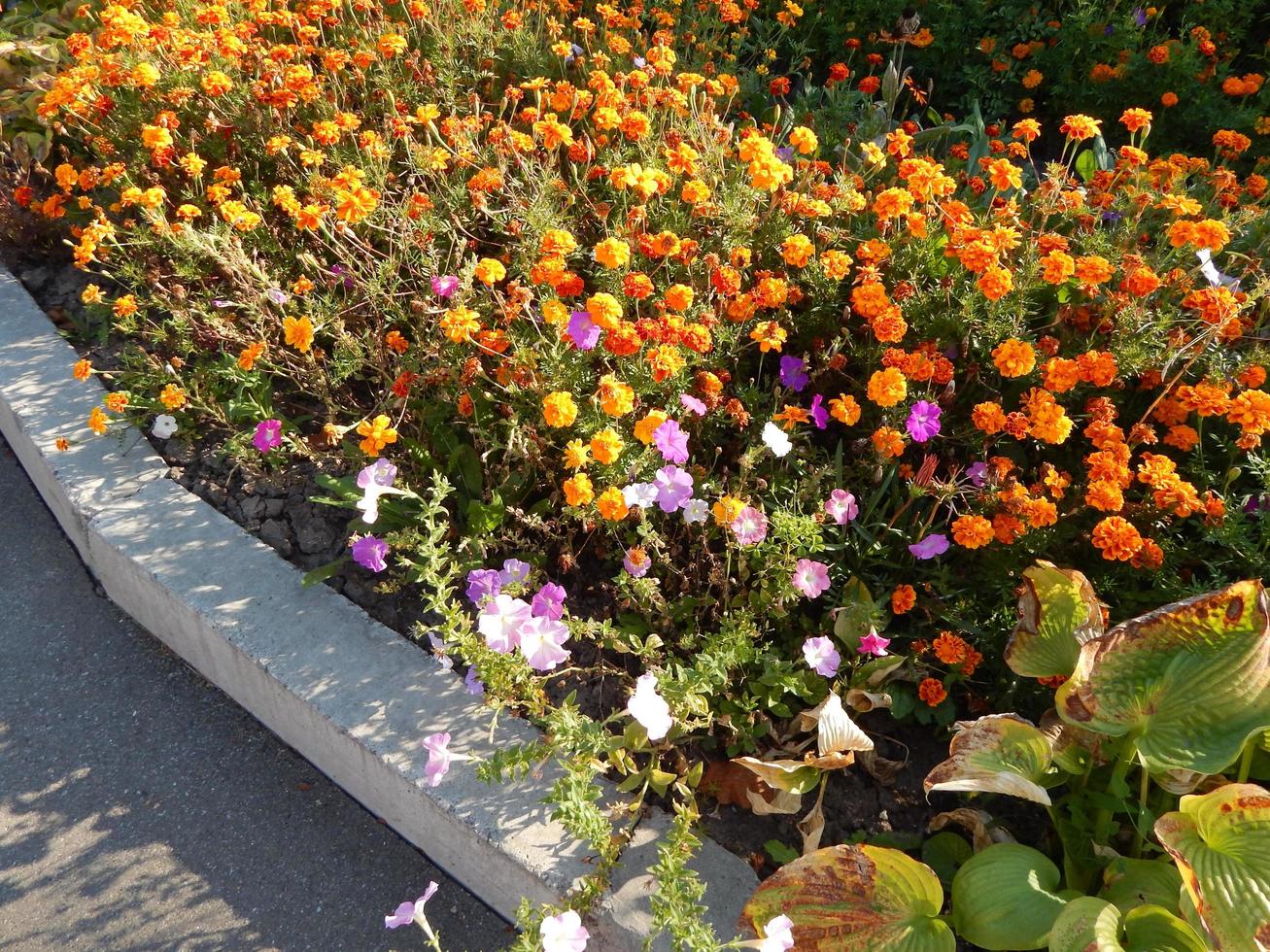 landschapsontwerp en samenstelling van tuinplanten foto