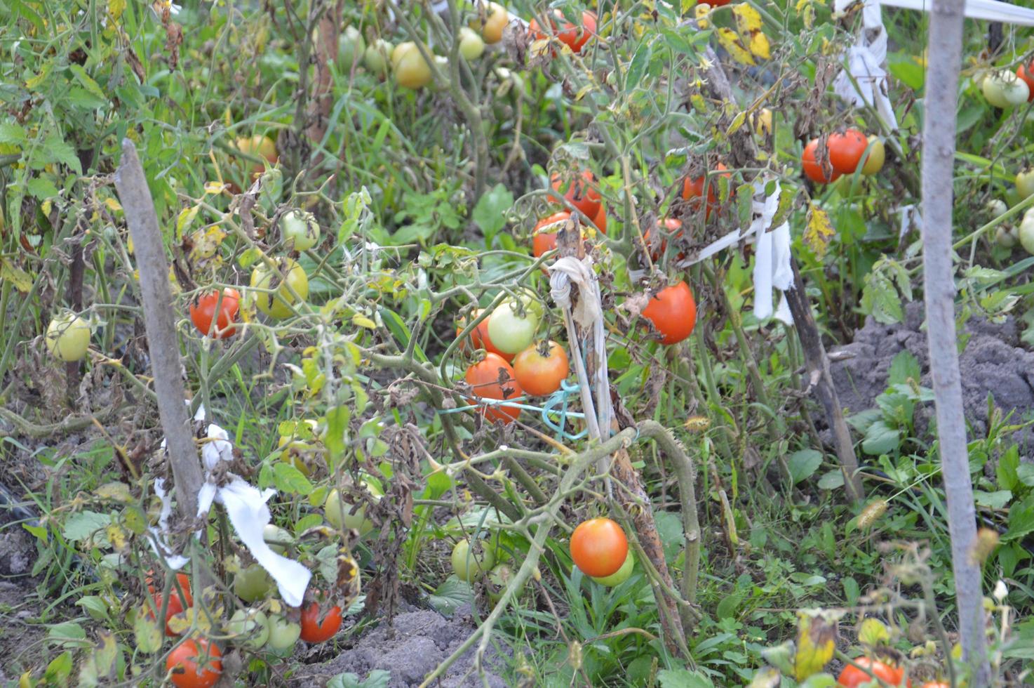 rijpe tomaten gerijpt in de tuin foto