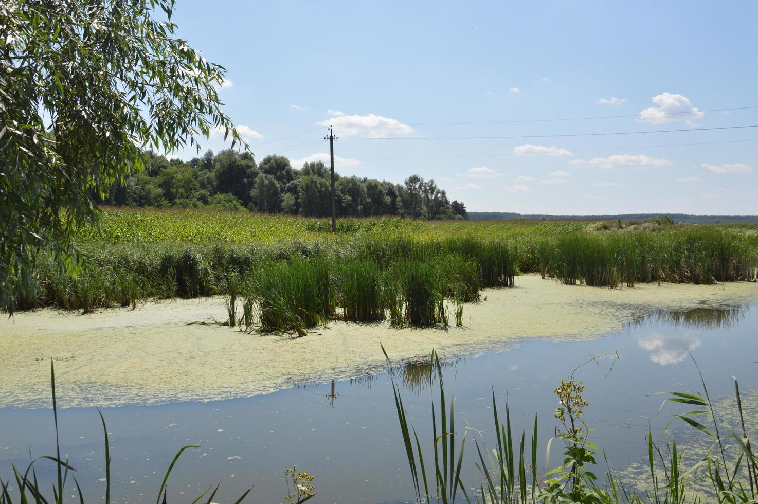 een kleine rivier stroomt overwoekerd met riet en geblokkeerd door een dam foto