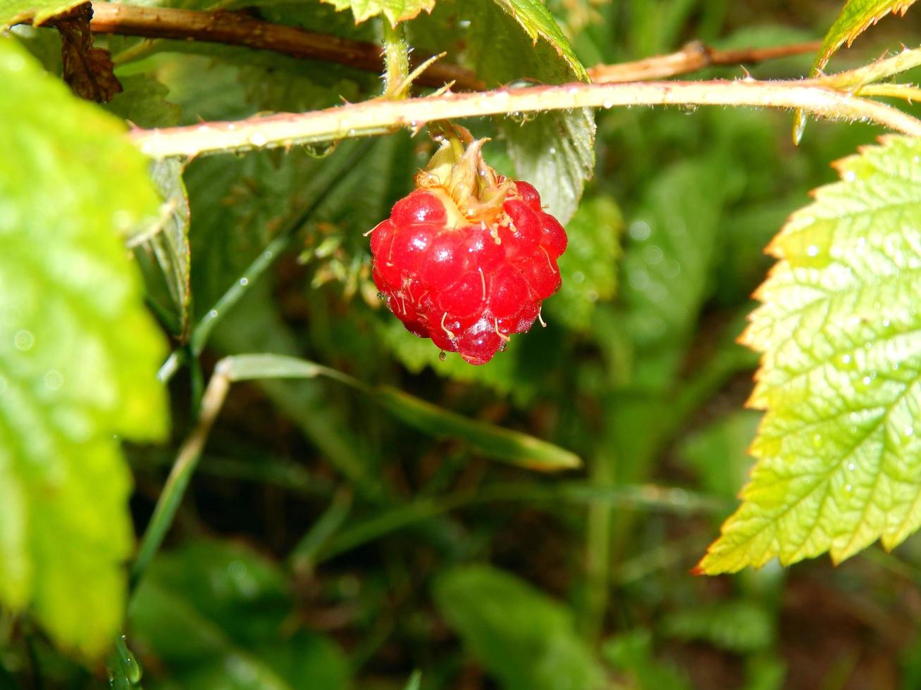 zomeroogst van fruit en bessen in de tuin van de tuin foto