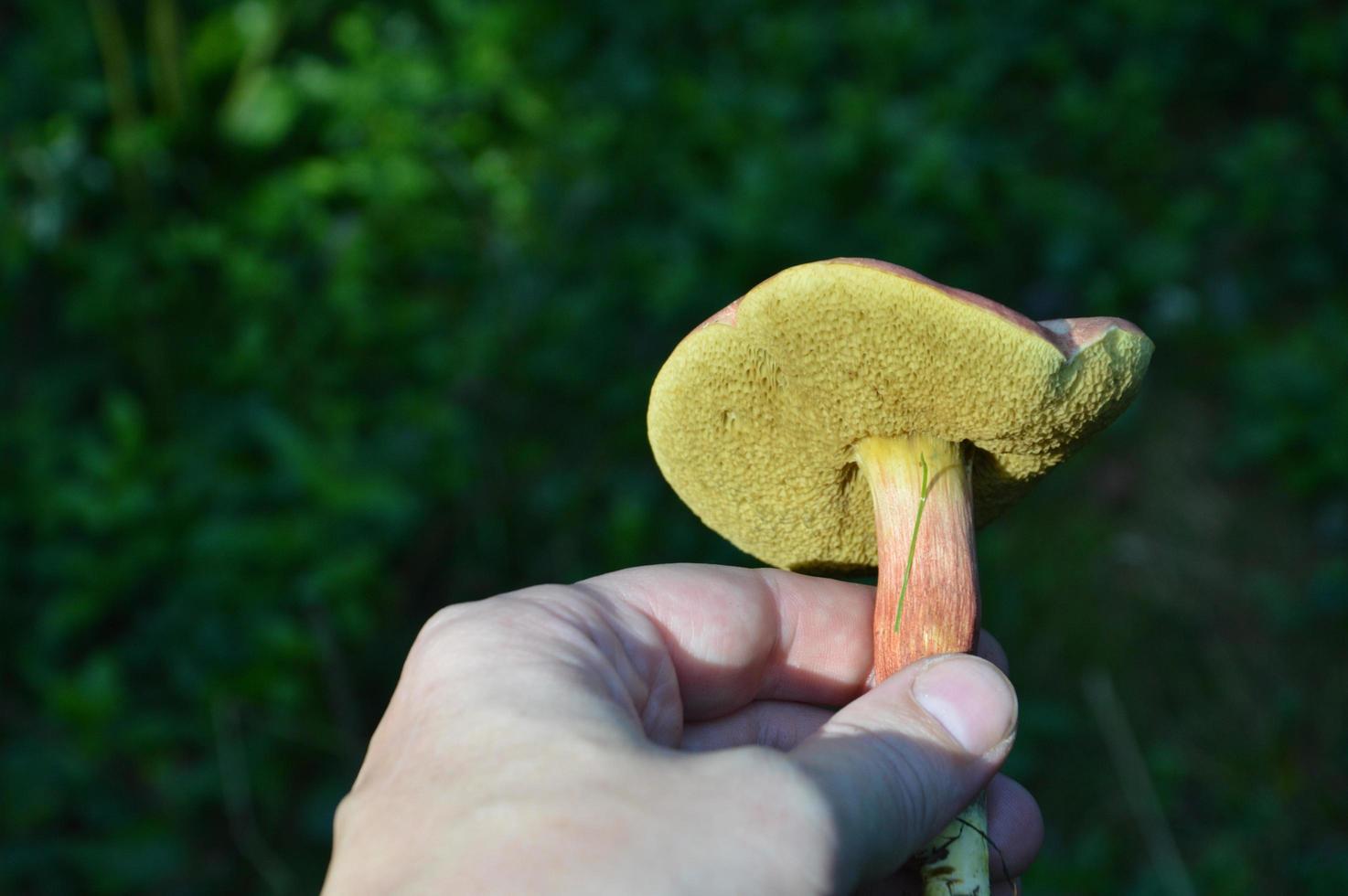eetbare paddenstoel in mensenhanden foto
