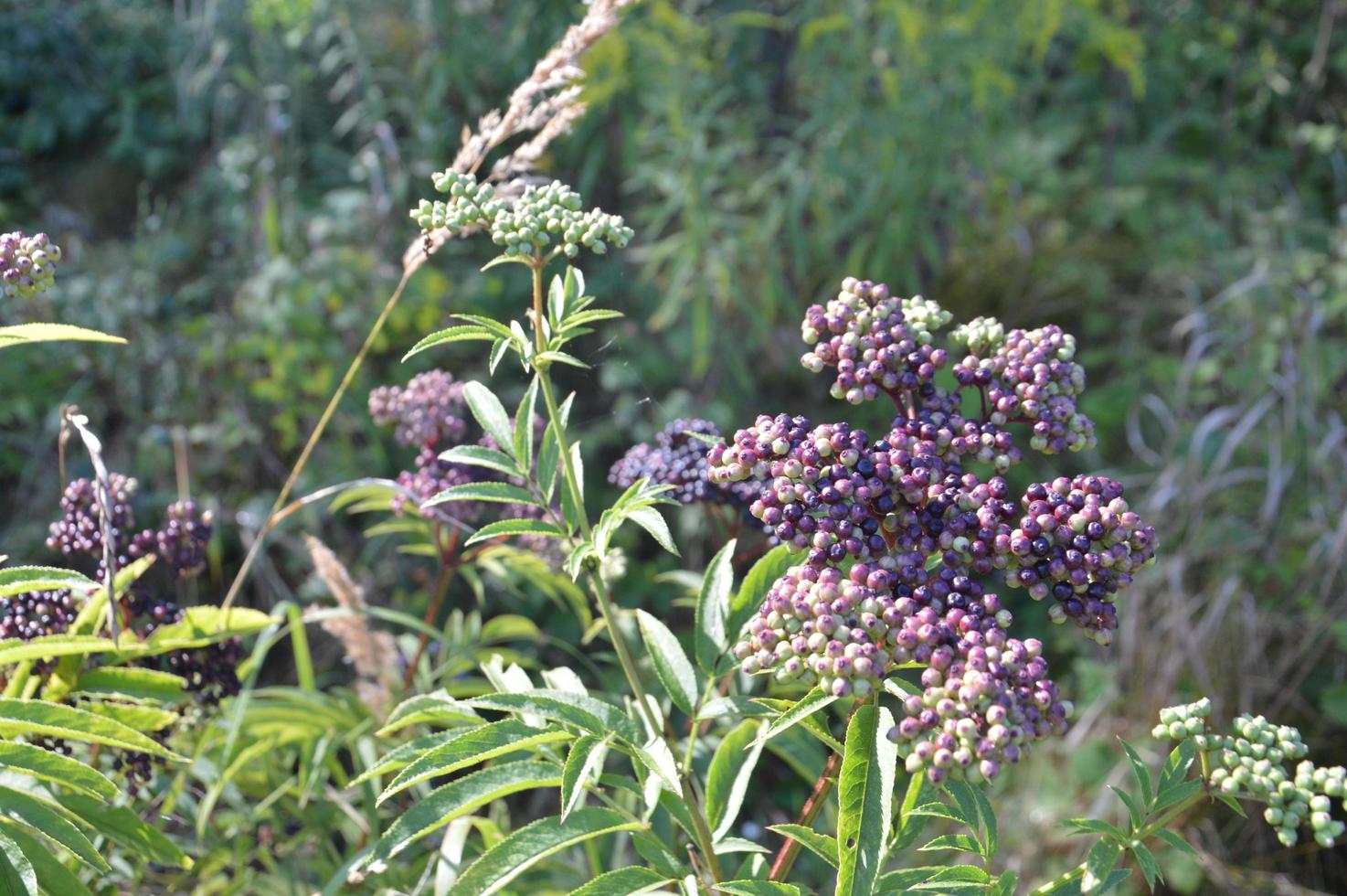 bosbessen aan de boom foto