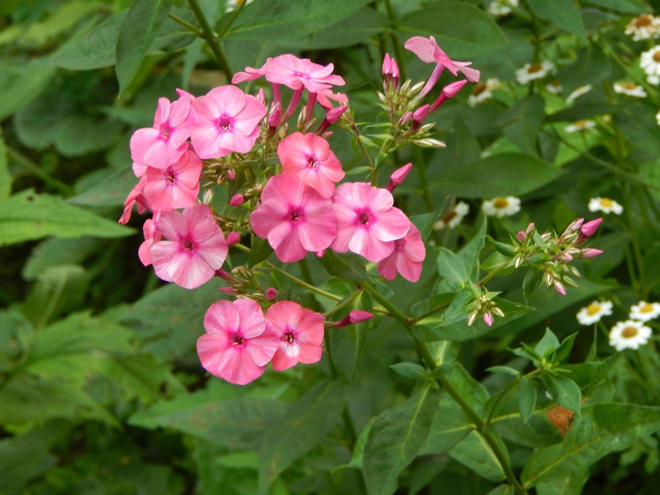 planten en bloemen in de tuin en de tuin foto