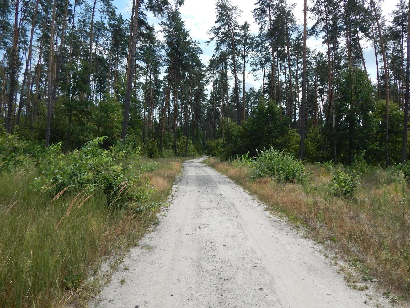 bos landschap bomen behang de boom foto