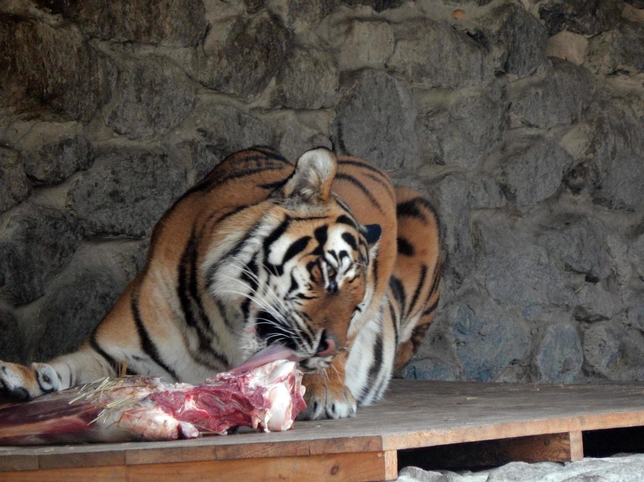 dierentuindieren in kooien en volières foto