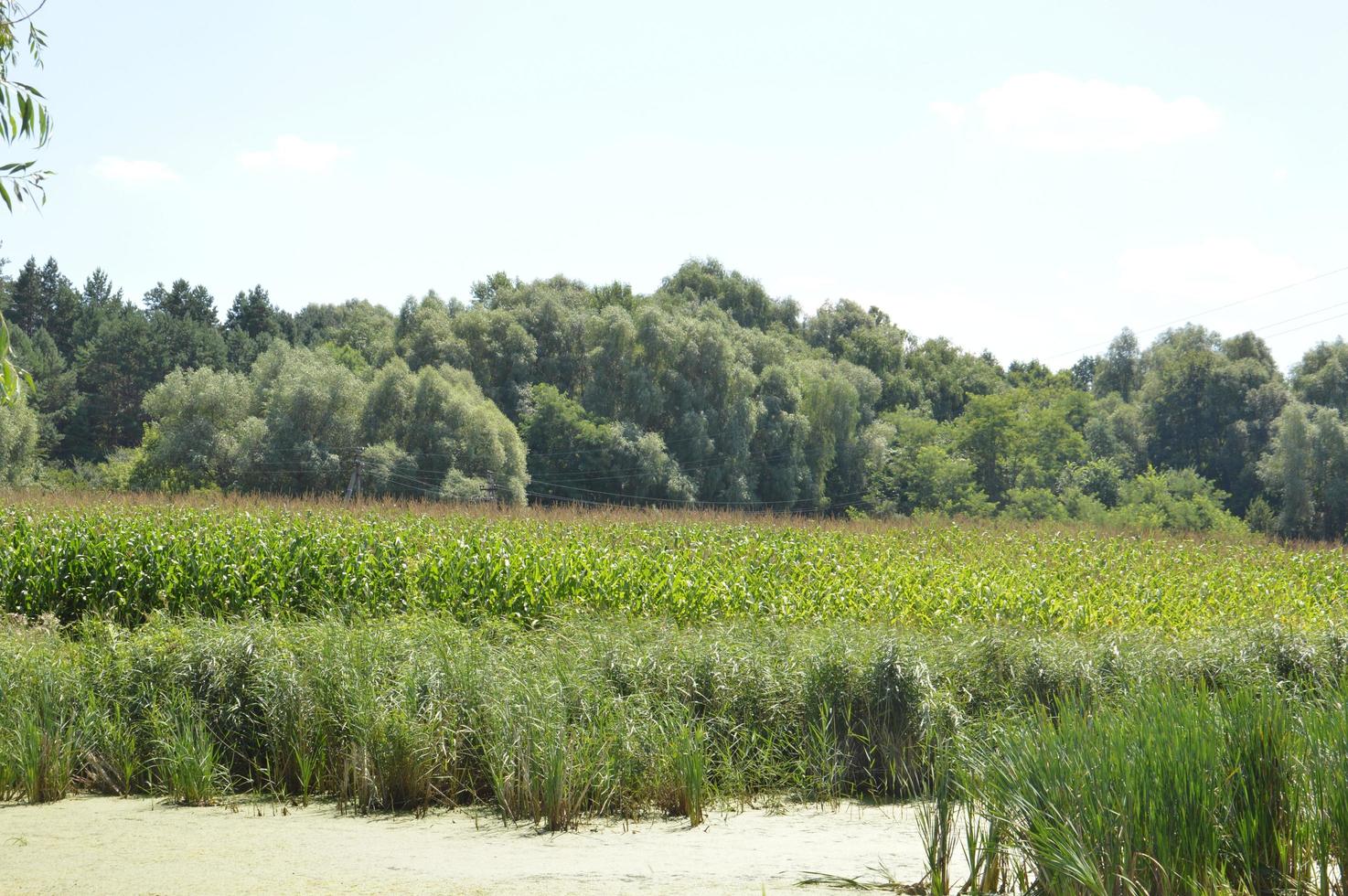 een kleine rivier stroomt overwoekerd met riet en geblokkeerd door een dam foto