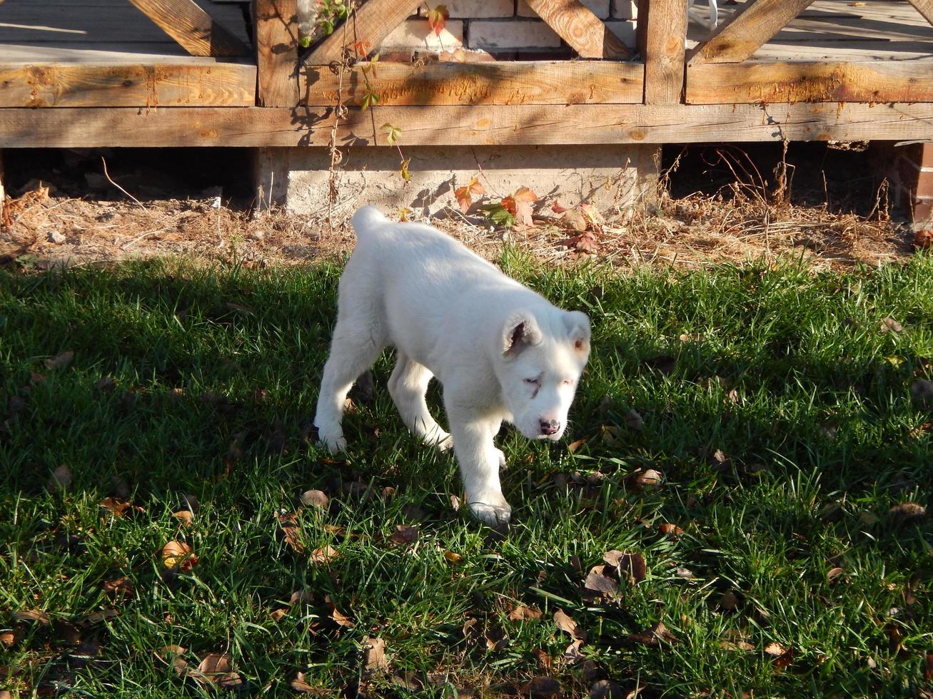 alabai puppy hondje in de tuin foto