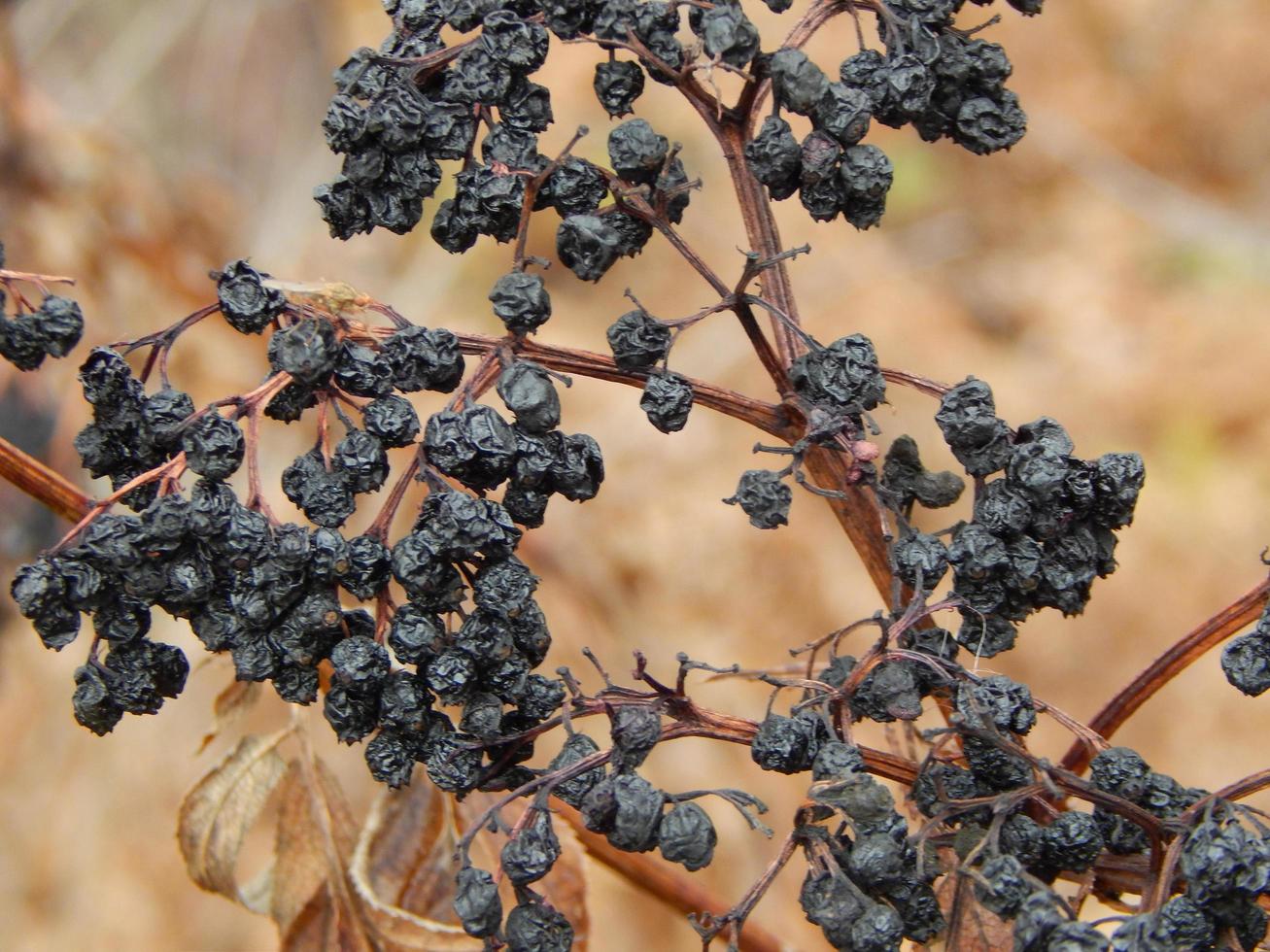 textuur van planten en de natuur van het herfstbos foto