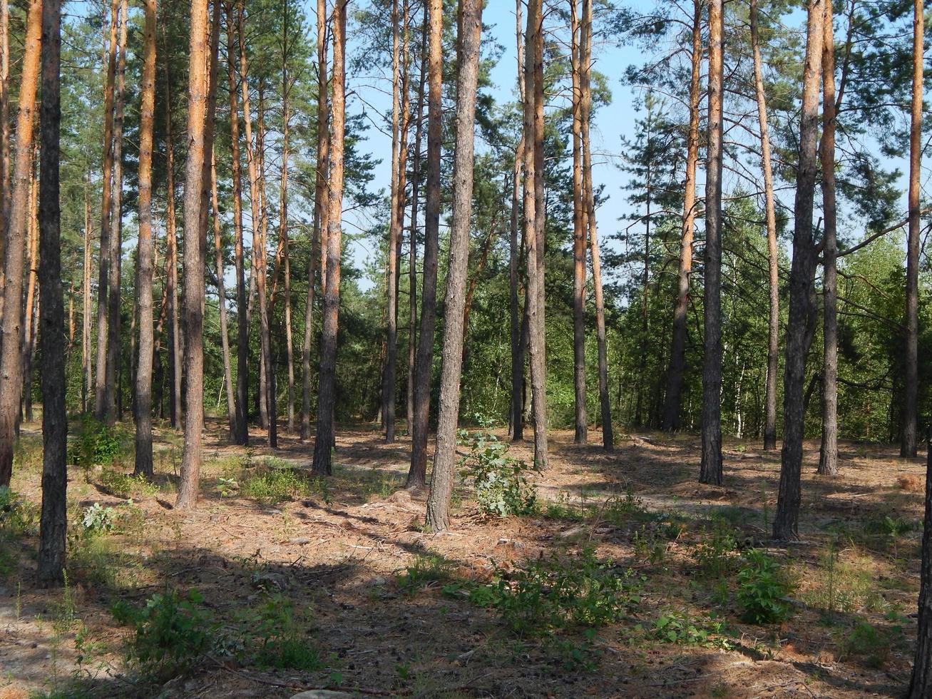 bos landschap bomen behang de boom foto