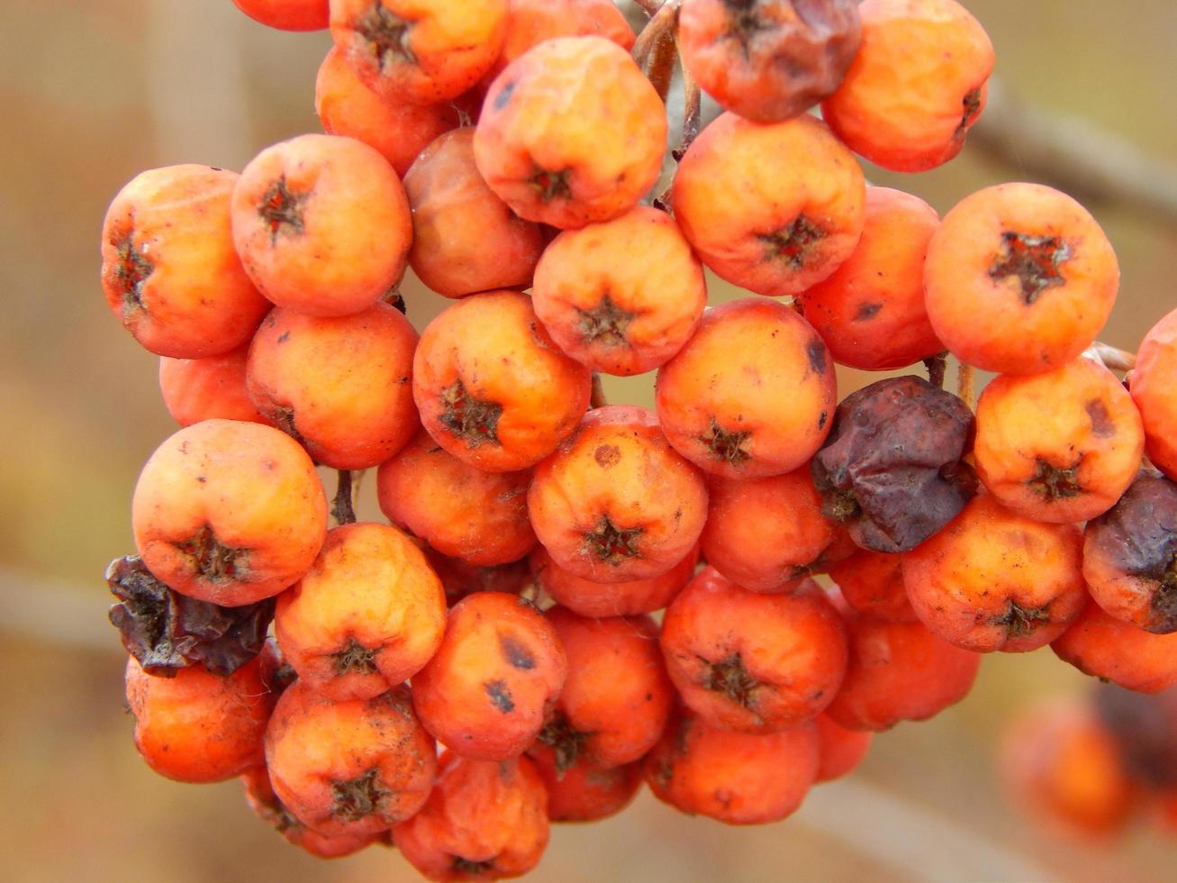 textuur van planten en de natuur van het herfstbos foto