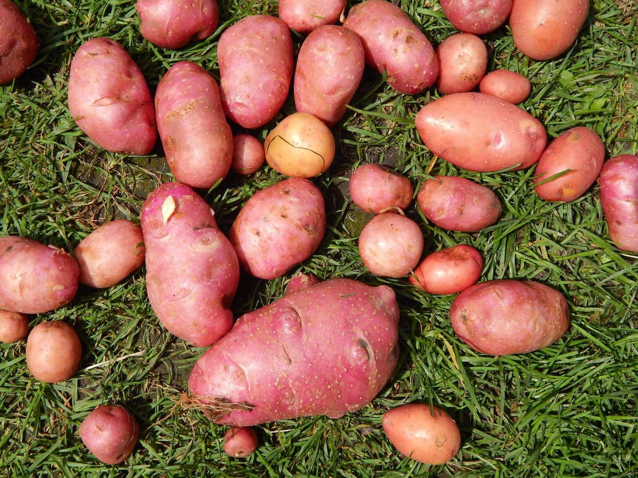 groenten en fruit eten in de tuin foto