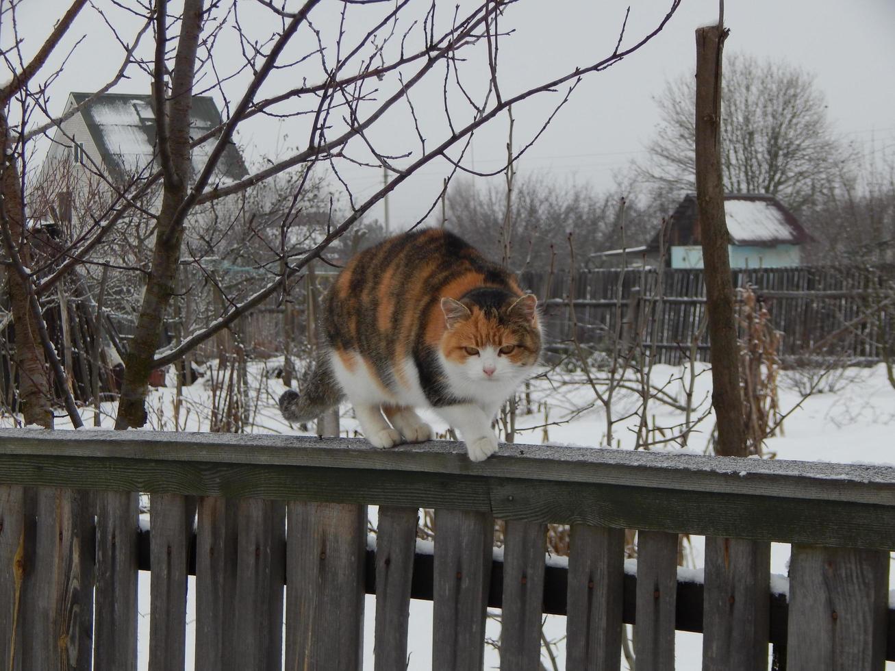 de kat kruipt in de winter over het hek foto