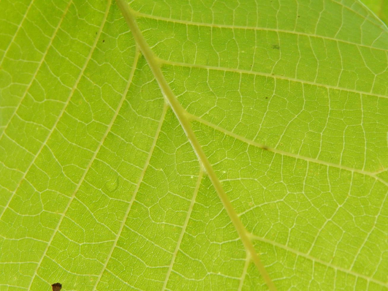 planten en bloemen in de tuin en de tuin foto