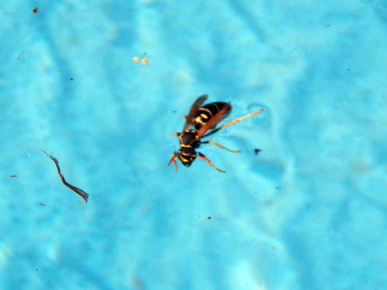 insecten zwemmen in het zwembad foto