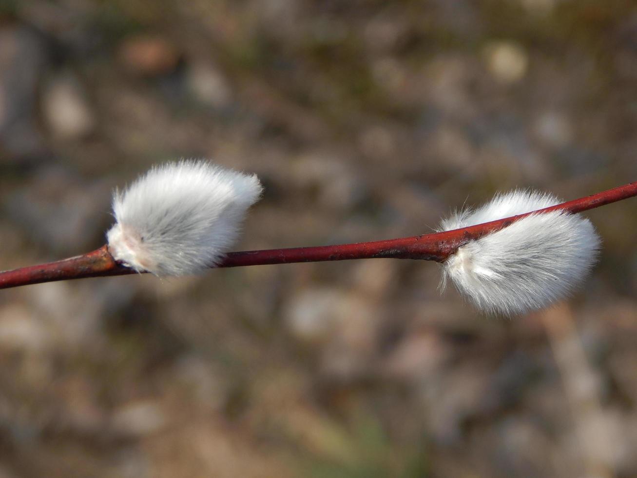 pussy wilgentakken met achtergrond op de takken van bomen in de lentebloesem foto