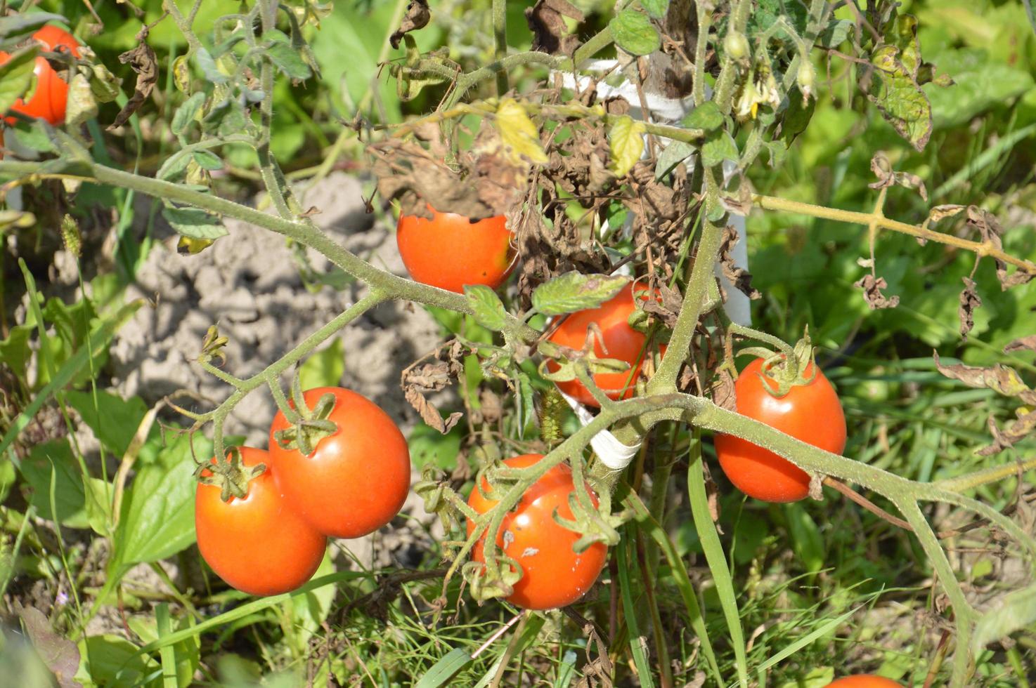 rijpe tomaten gerijpt in de tuin foto