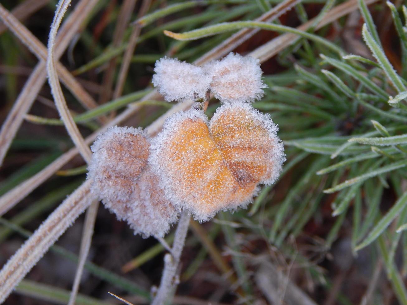 winterbos, de textuur van de natuur, gebladerte en planten foto