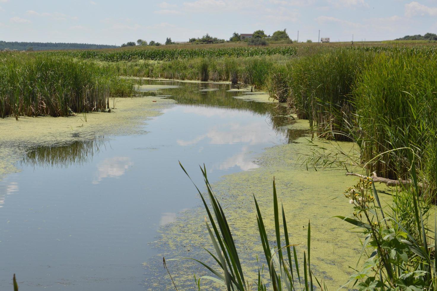 een kleine rivier stroomt overwoekerd met riet en geblokkeerd door een dam foto