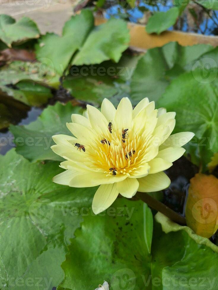 bijen verzamelen stuifmeel van een lotus bloem in de vijver foto