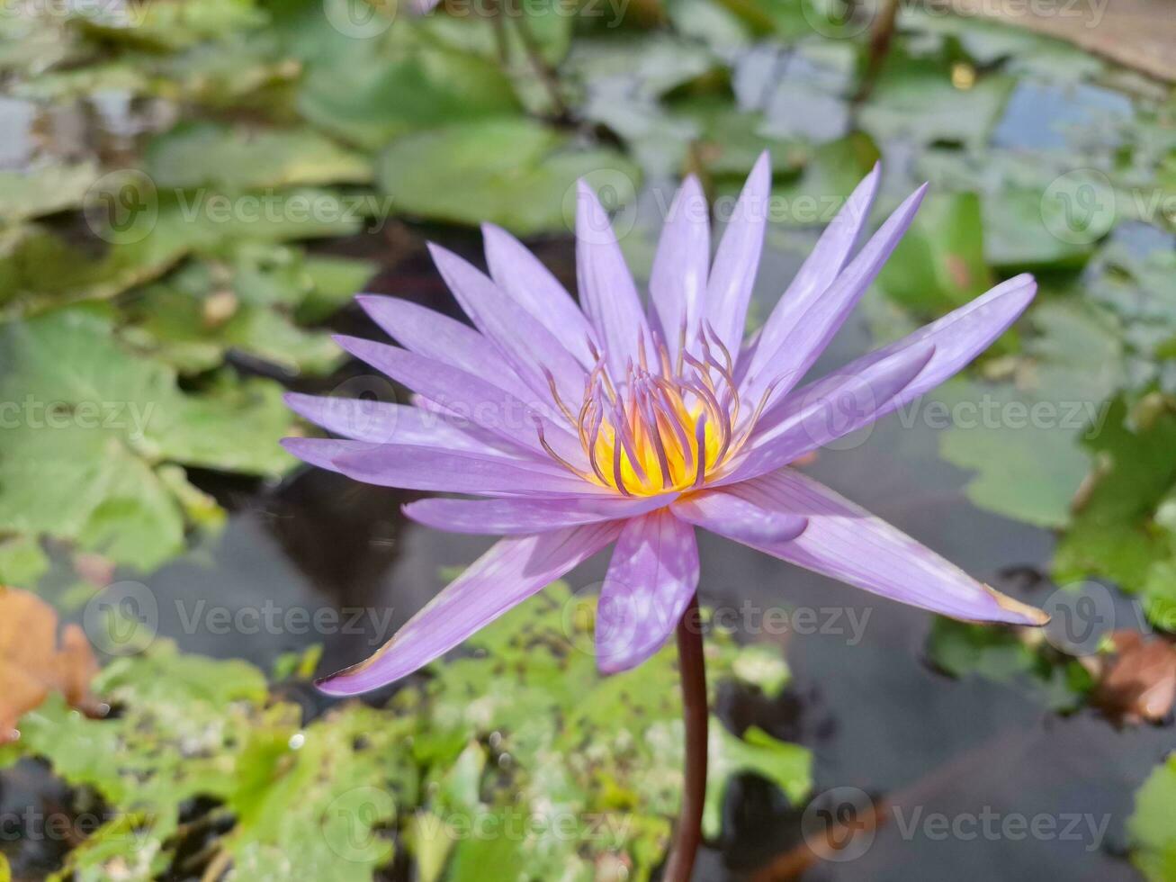 paarse lotus in de vijver foto