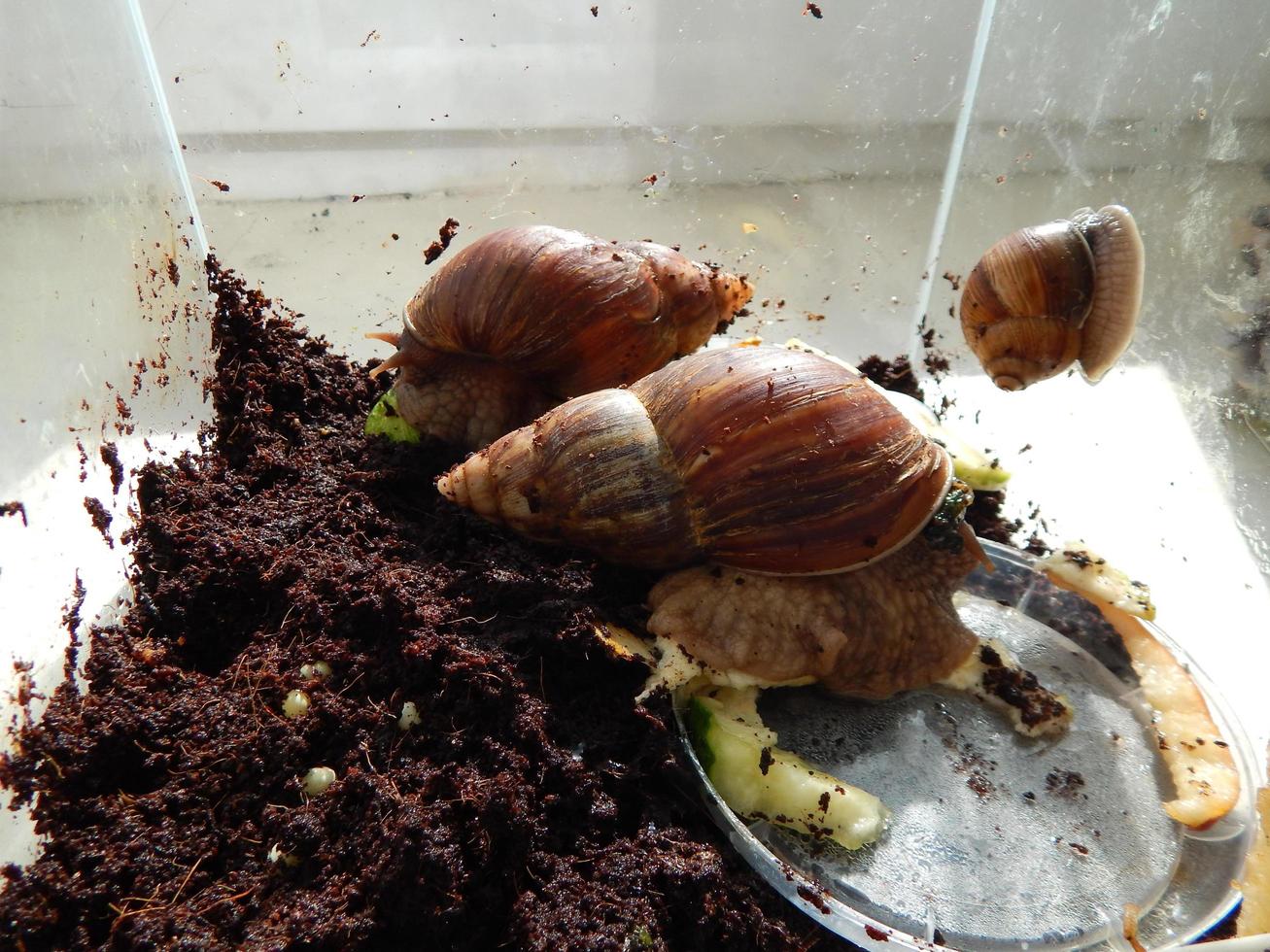het kweken van grote slakken in het terrarium van het huis foto