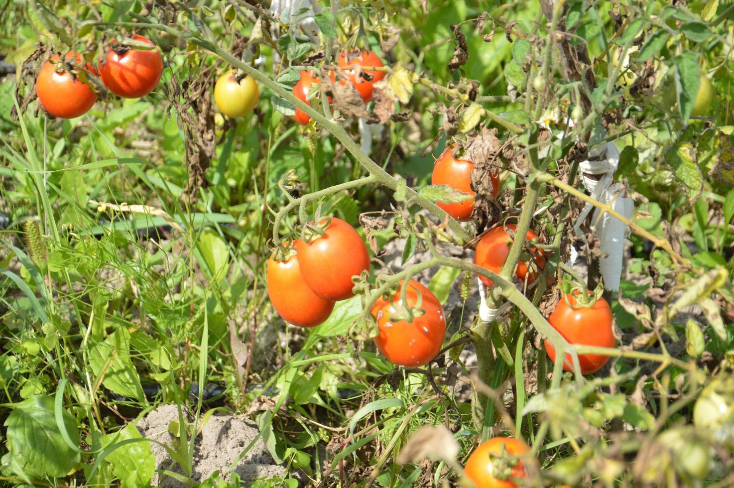 rijpe tomaten gerijpt in de tuin foto