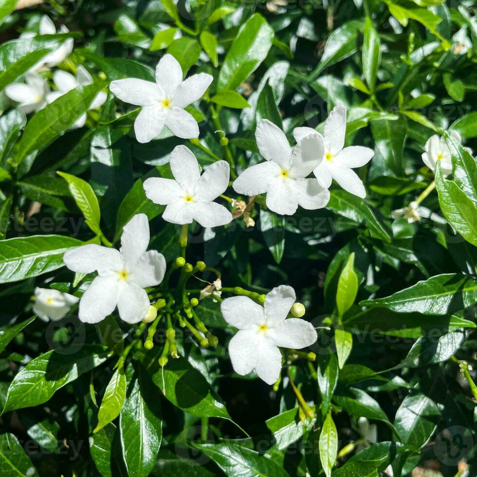 dichtbij omhoog wit kaap jasmijn bloemen of jasminum polyanthum of wit sampaguita jasmijn of Arabisch jasmijn foto