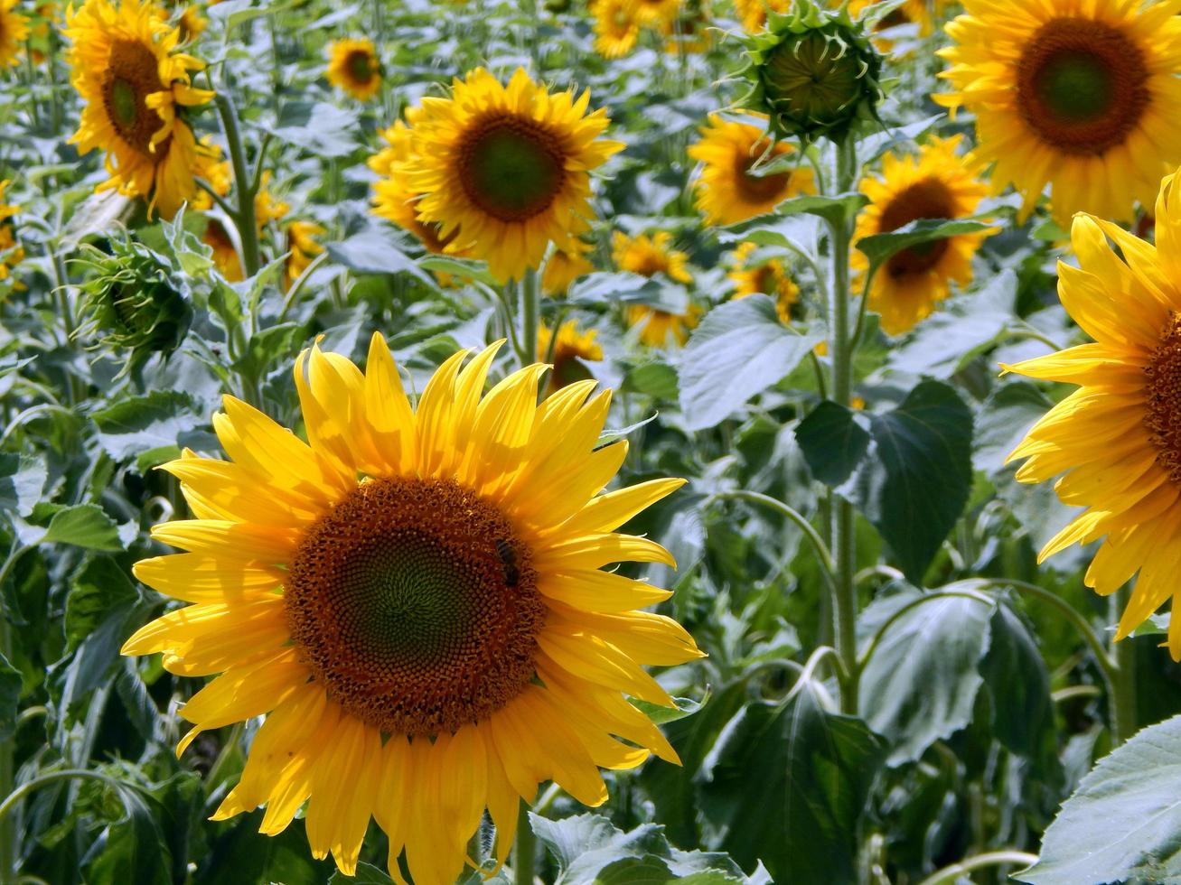 veld van zonnebloemen textuur foto