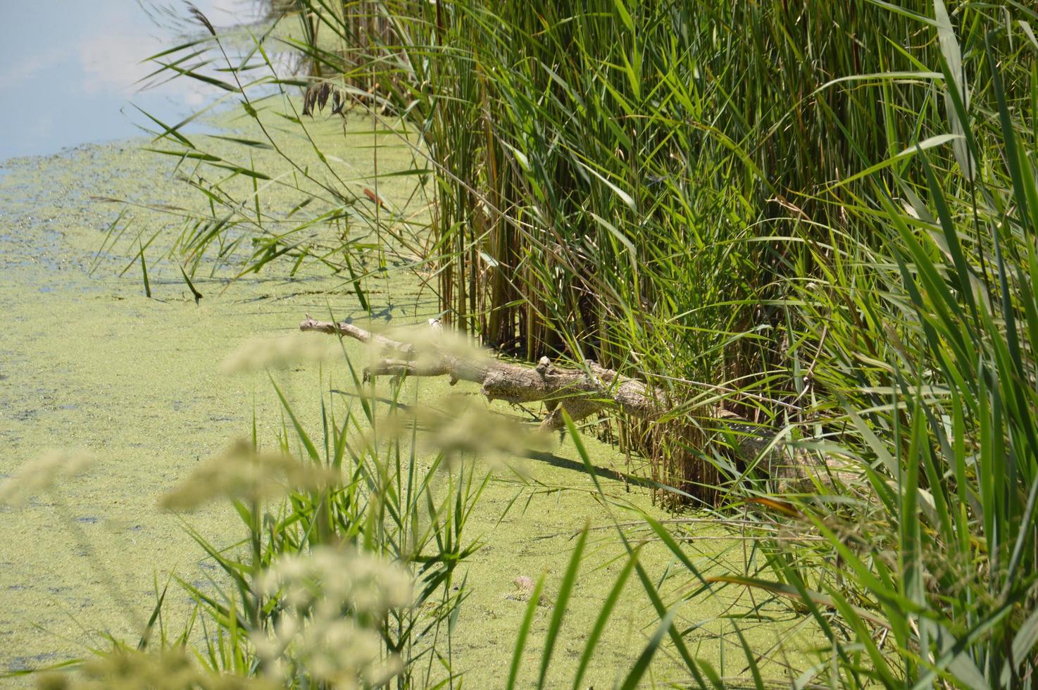 een kleine rivier stroomt overwoekerd met riet en geblokkeerd door een dam foto