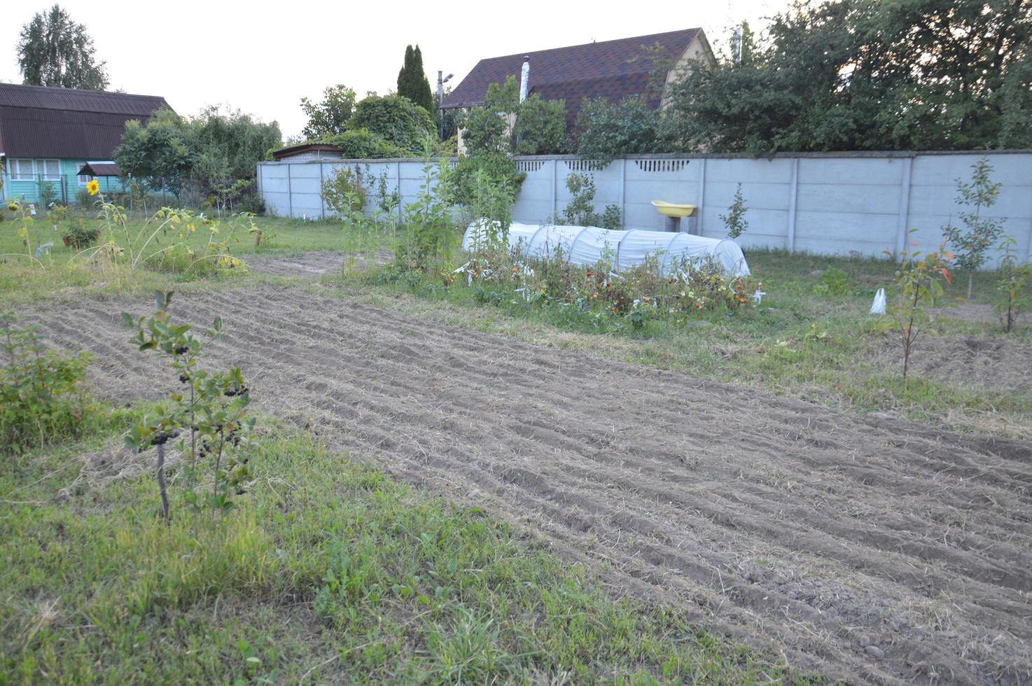 bouwland voor het planten van sideraten in de tuin foto