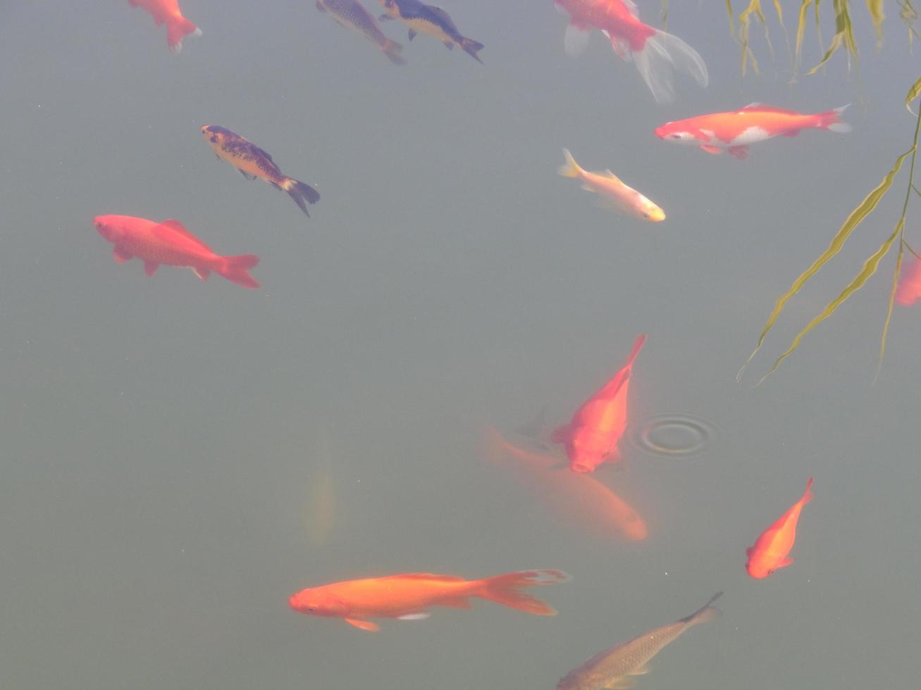 vissen zwemmen in de watertank kudde foto