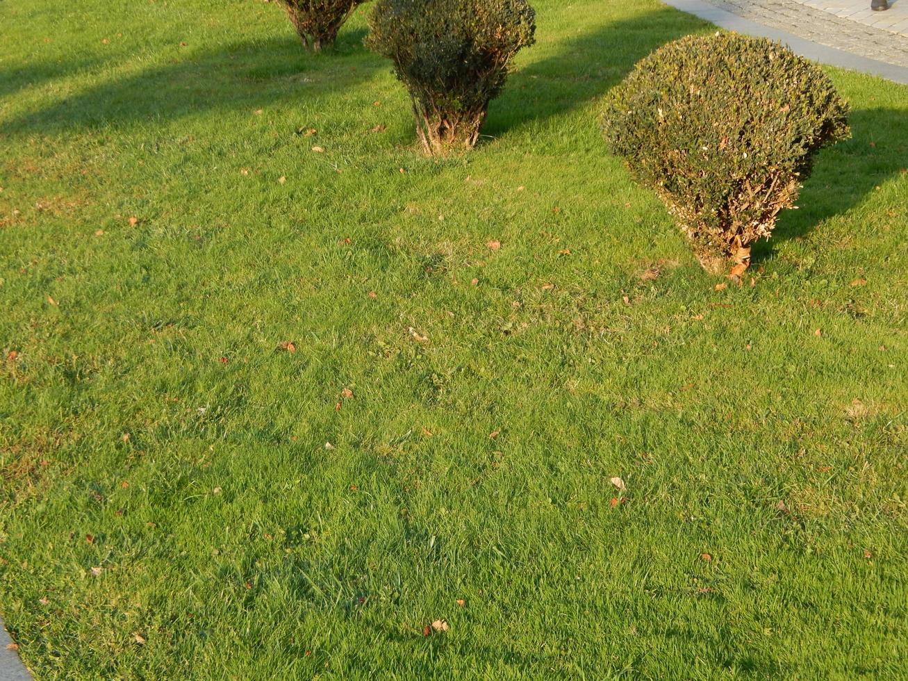 landschapstuin in parkkunst foto