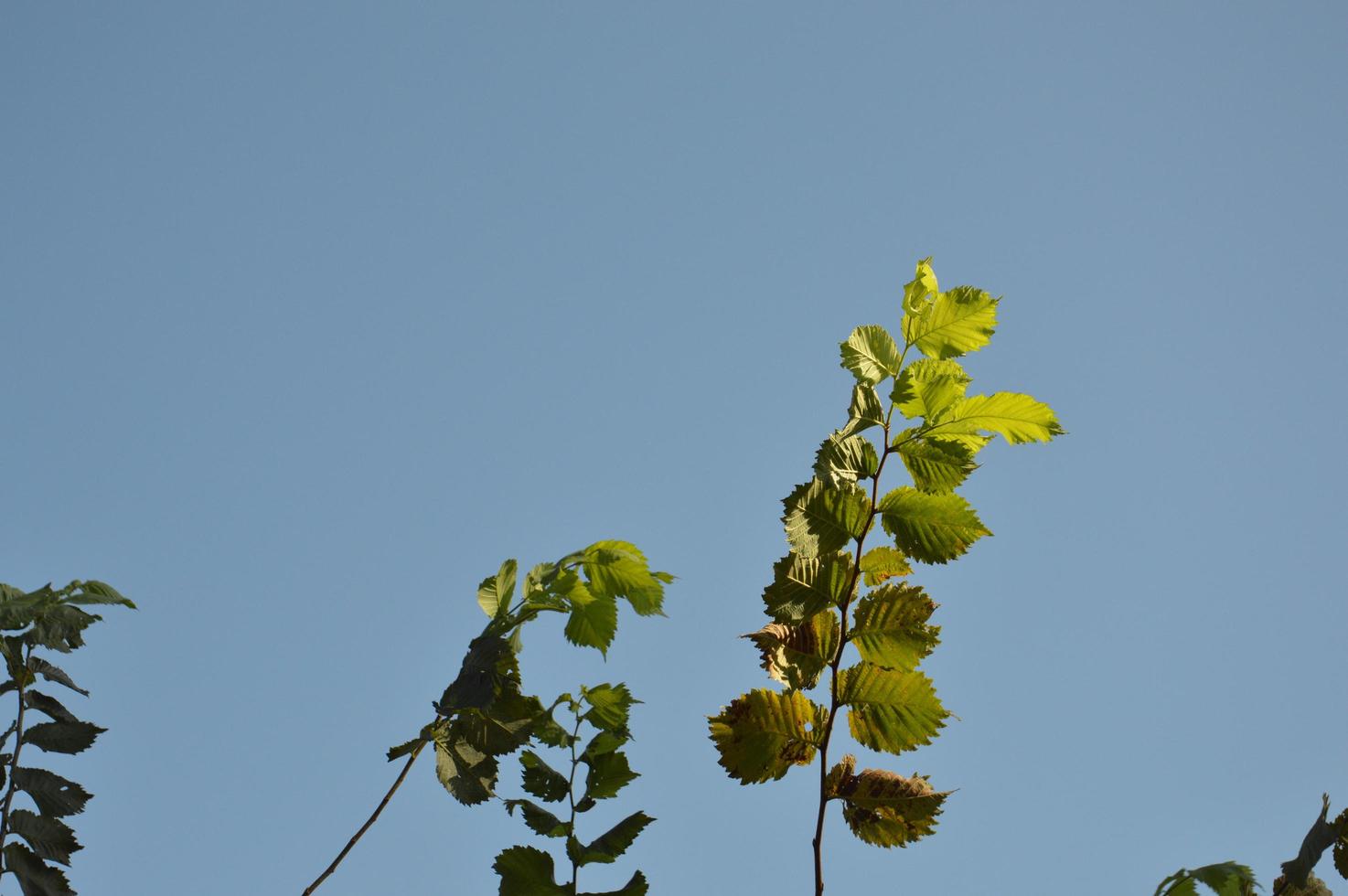 zomer groen bos in zonlicht foto