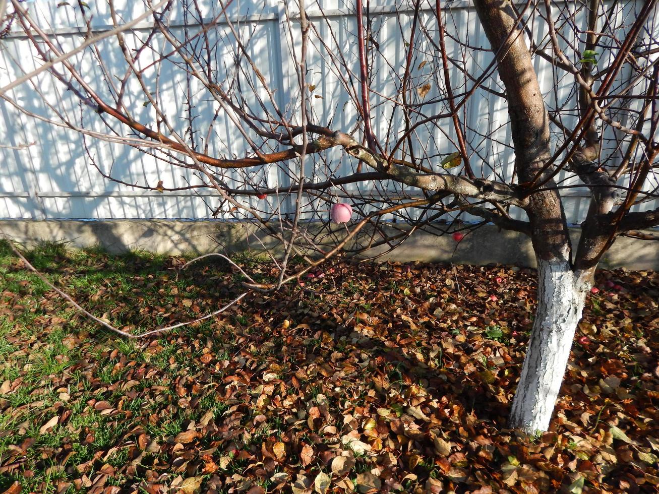 herfsttuin en fruitbomen foto