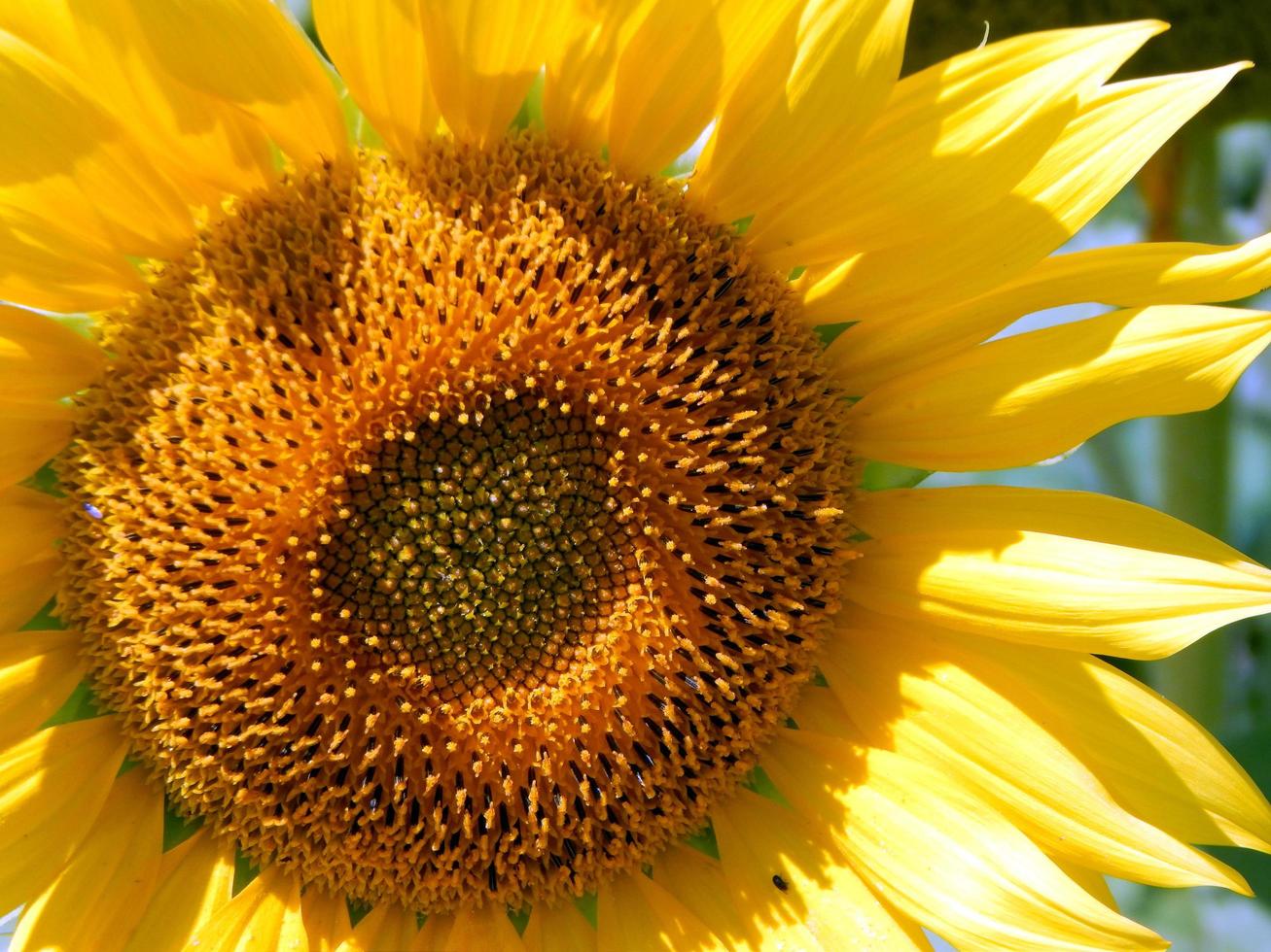 veld van zonnebloemen textuur foto